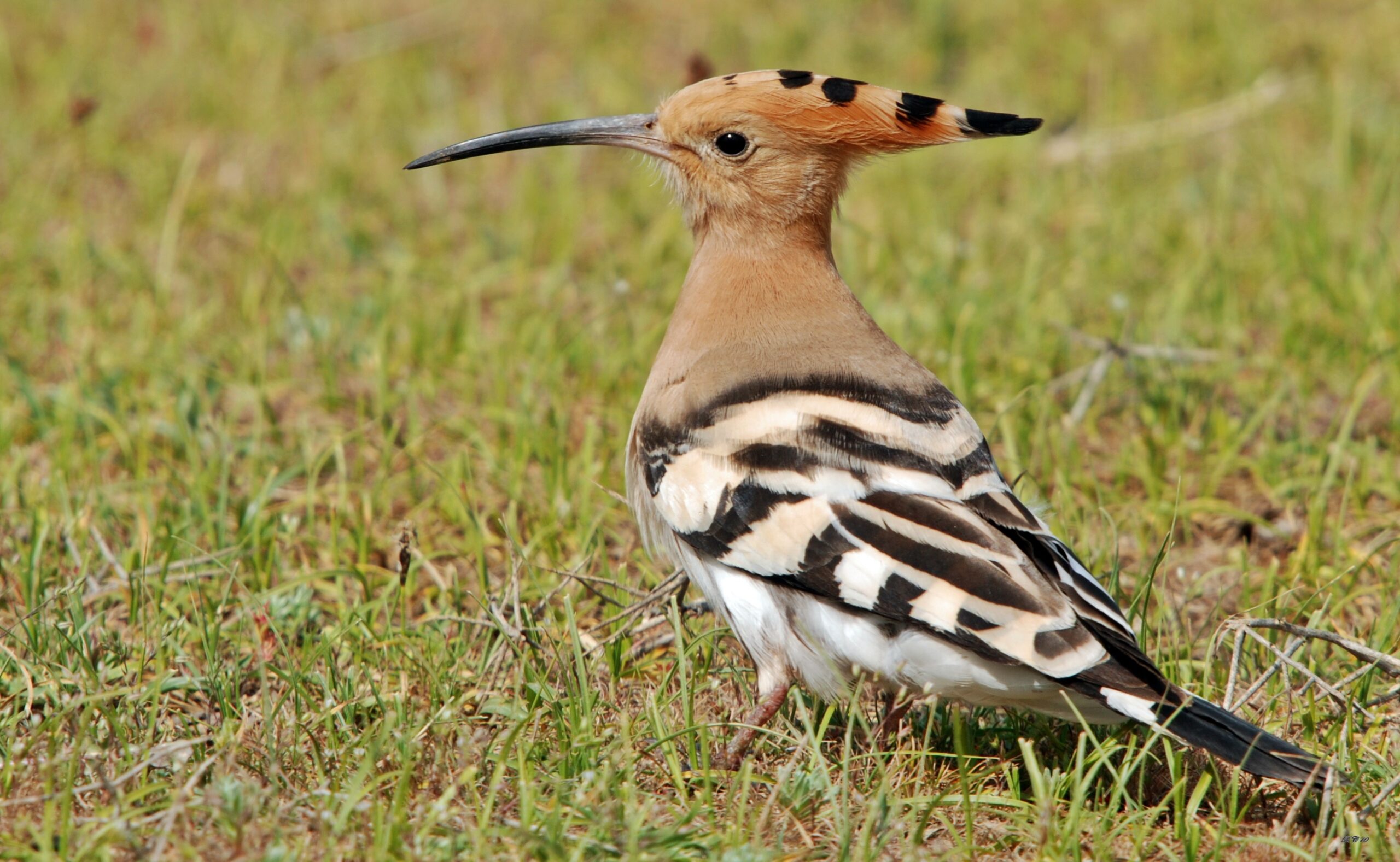 Eurasian Hoopoe photos and wallpapers. Collection of the