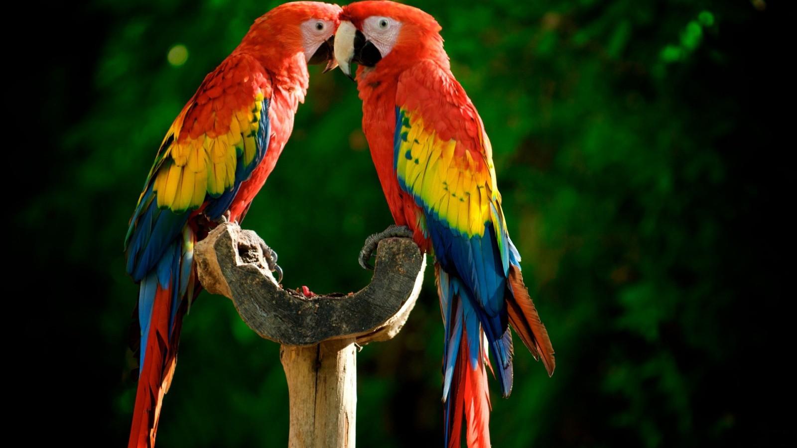 Parrot Wallpapers 211.1 Kb