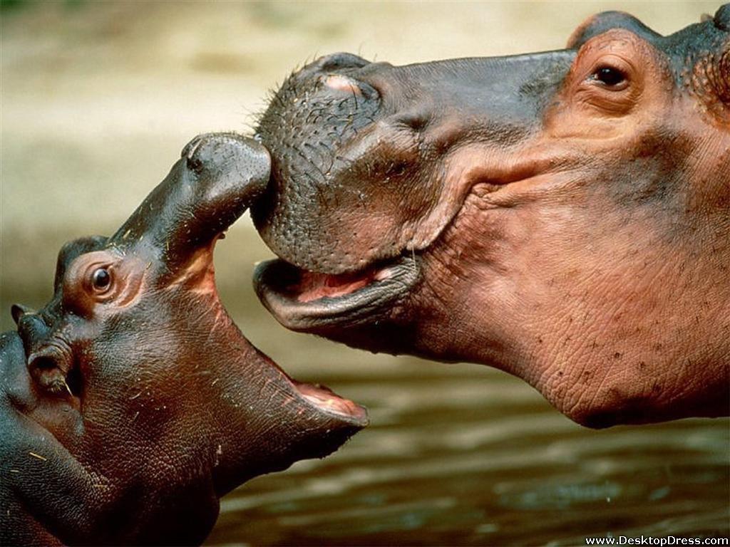 Desktop Wallpapers » Animals Backgrounds » Hippopotamus Kiss » www