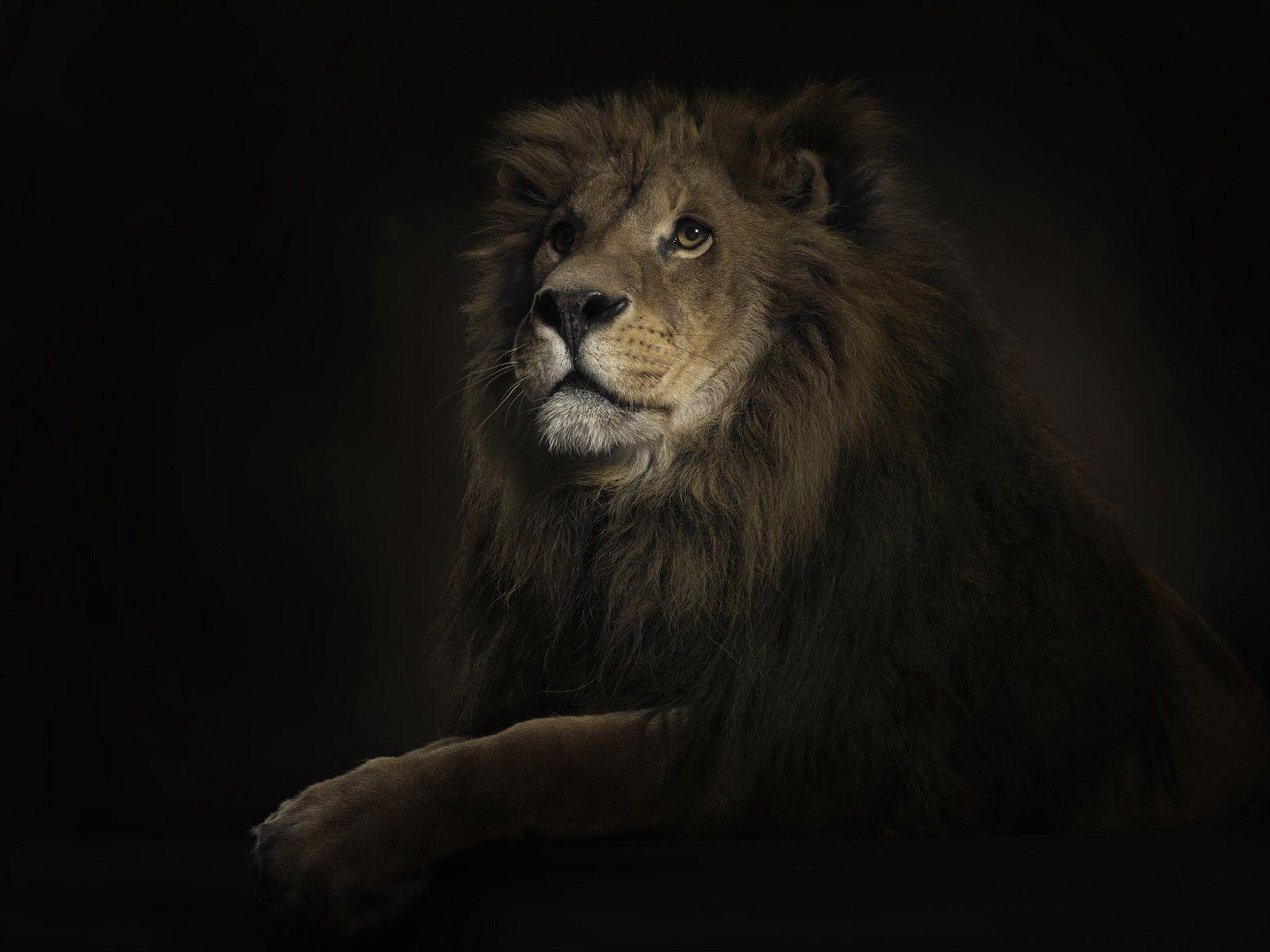 3D Lion Wallpapers