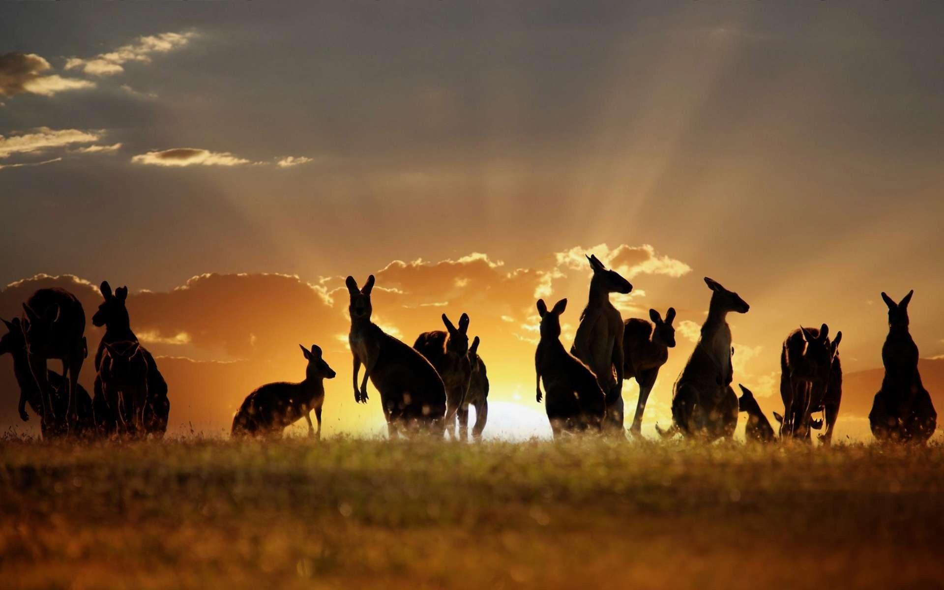 Kangaroo Live Wallpapers for Android