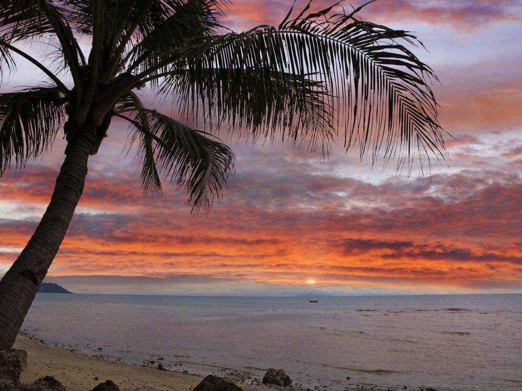 Coconut Palm at Sunset Bohol Island Philippines Wallpapers