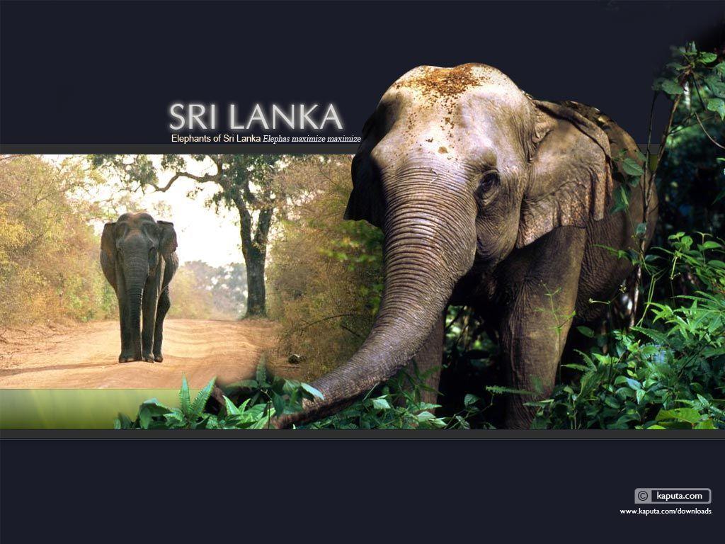 Sri Lanka Elephant Wallpapers in 1024 x 768 Resolution