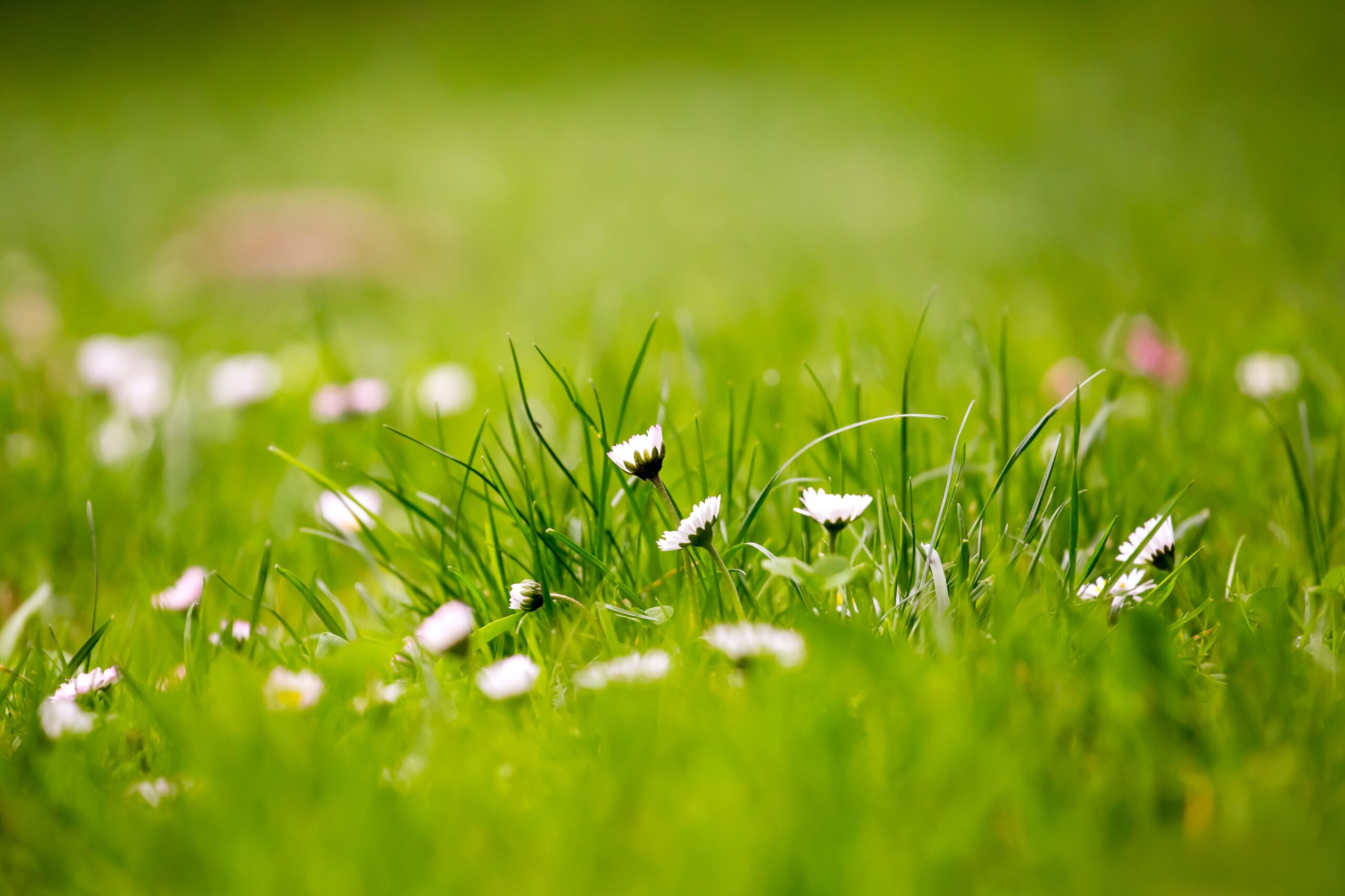 12 Beautiful Green Grass Field HD Wallpapers