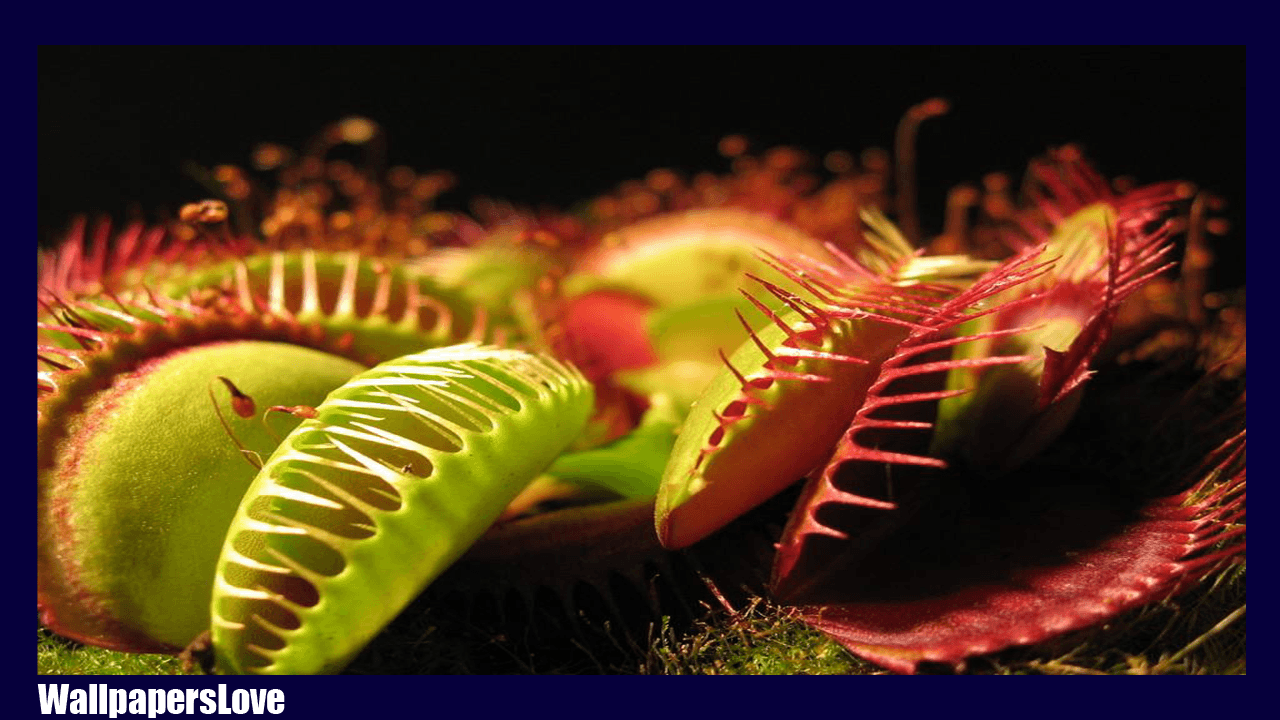 Venus flytrap Wallpapers and Backgrounds Image