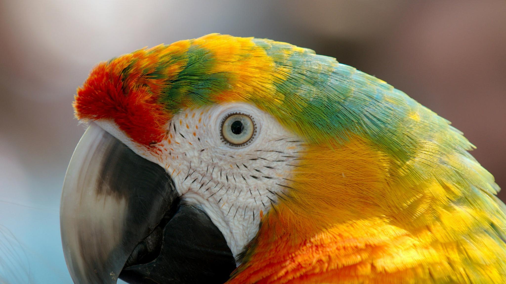 Macaw Wallpapers