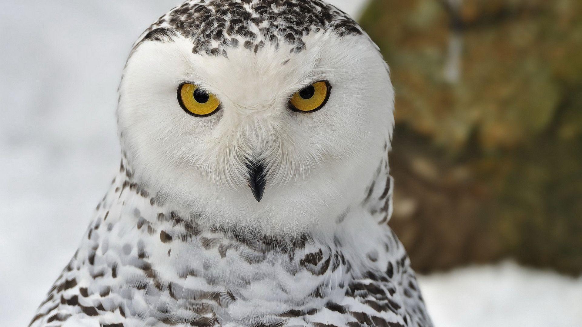 78 Snowy Owl Wallpapers