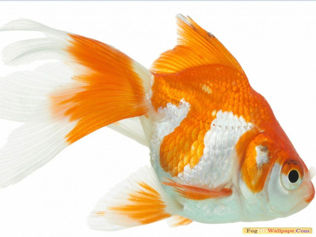 Gold Fish HD Wallpapers 1080p