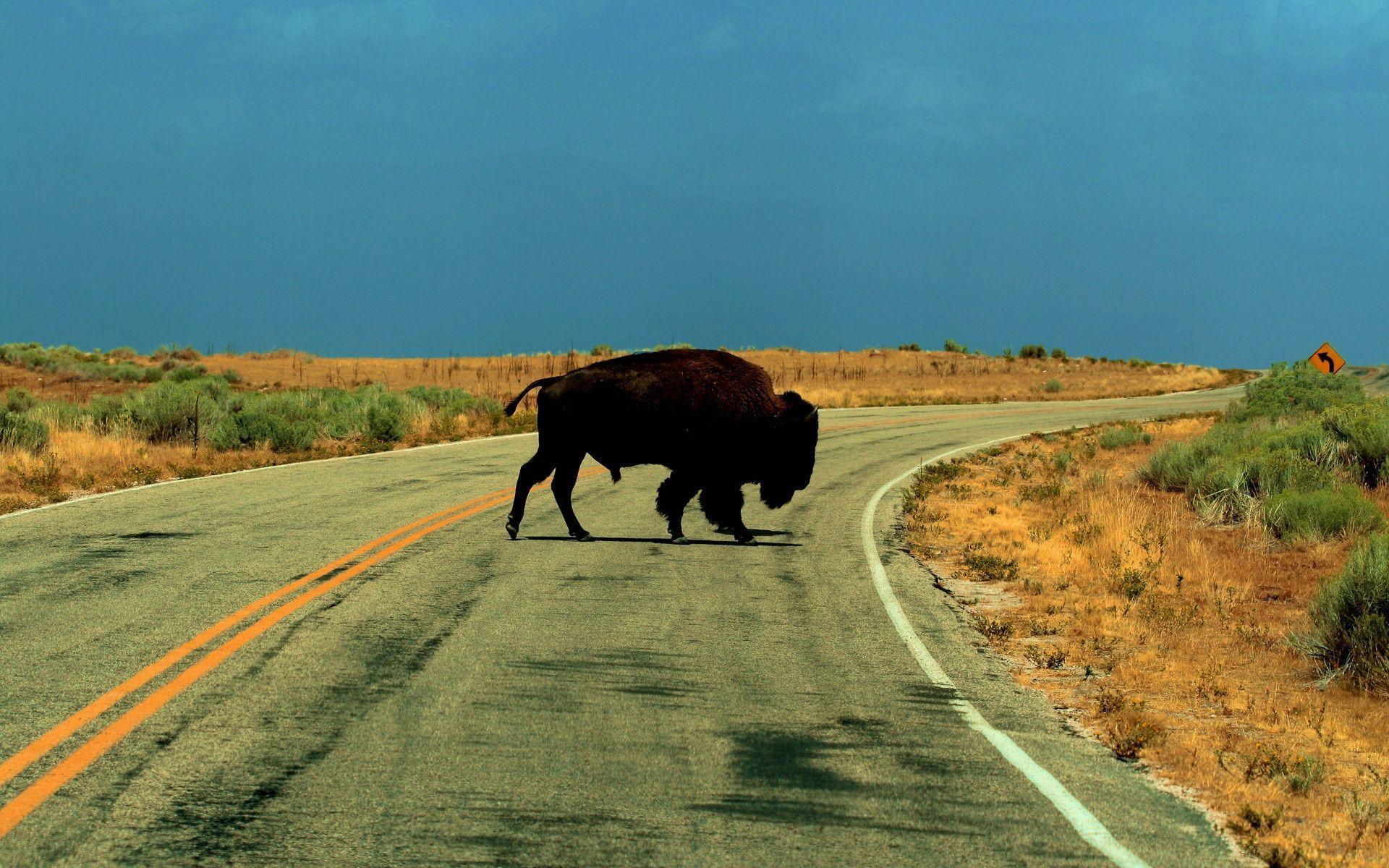 American Bison Wallpapers