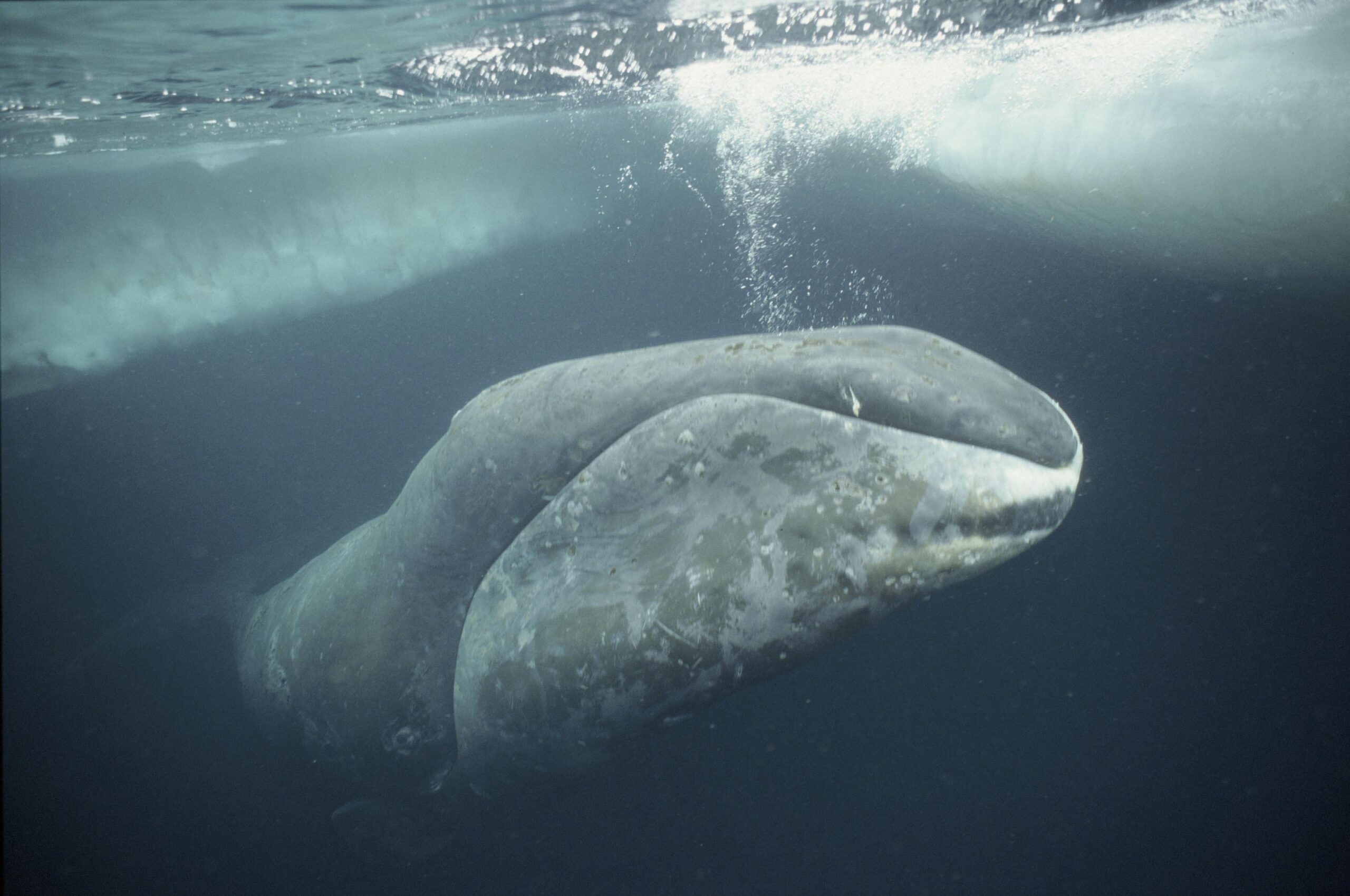 Bowhead Whale