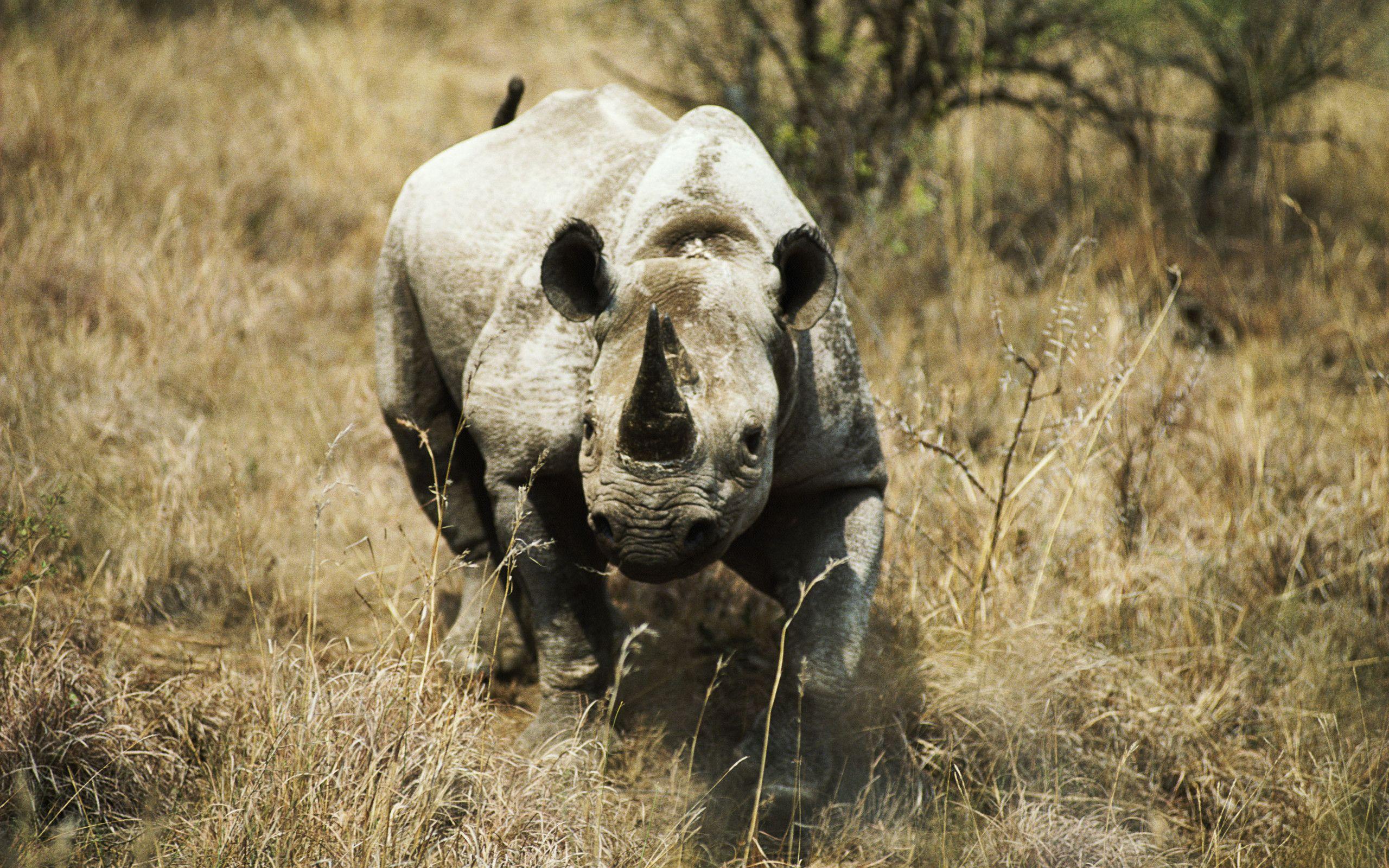 Rhino Full HD Wallpapers and Backgrounds