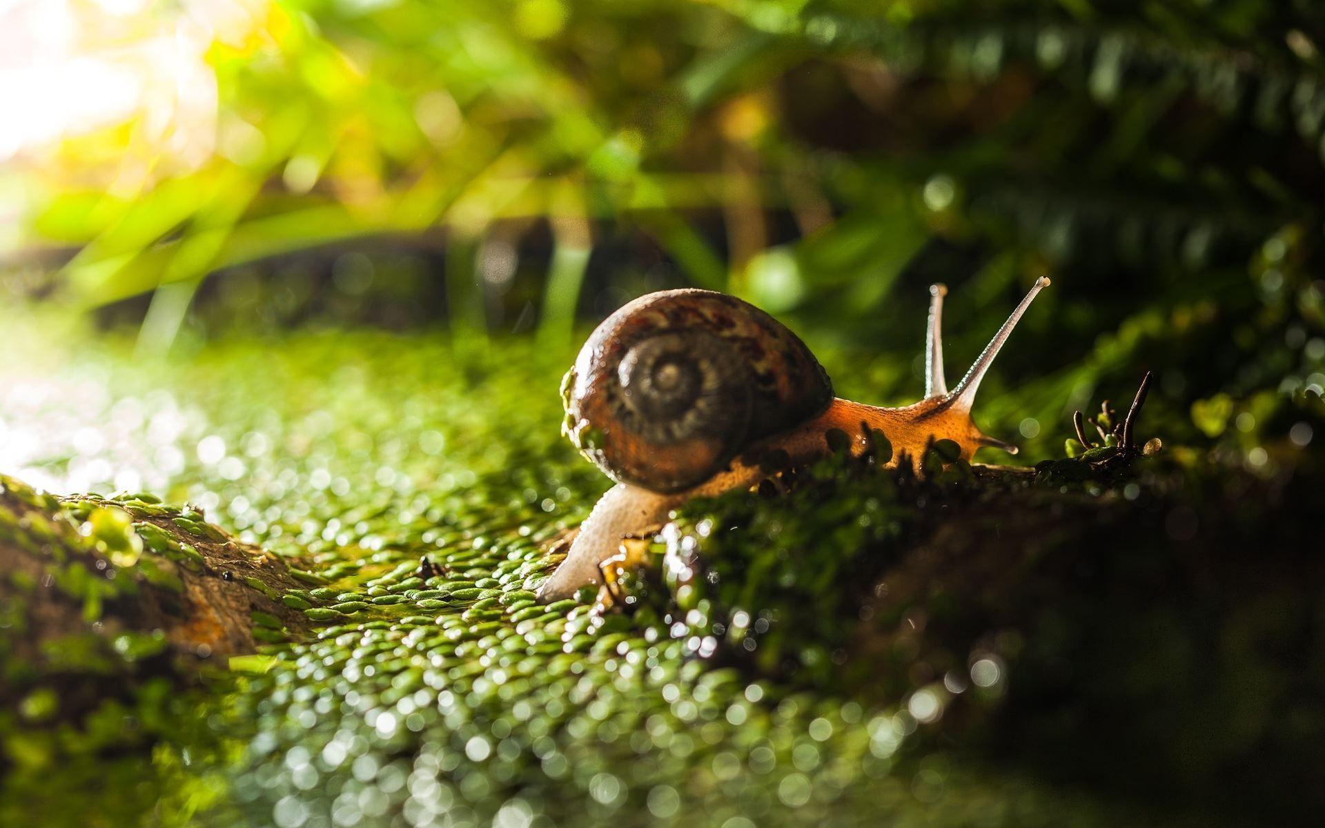 Snail HD Wallpapers and Backgrounds