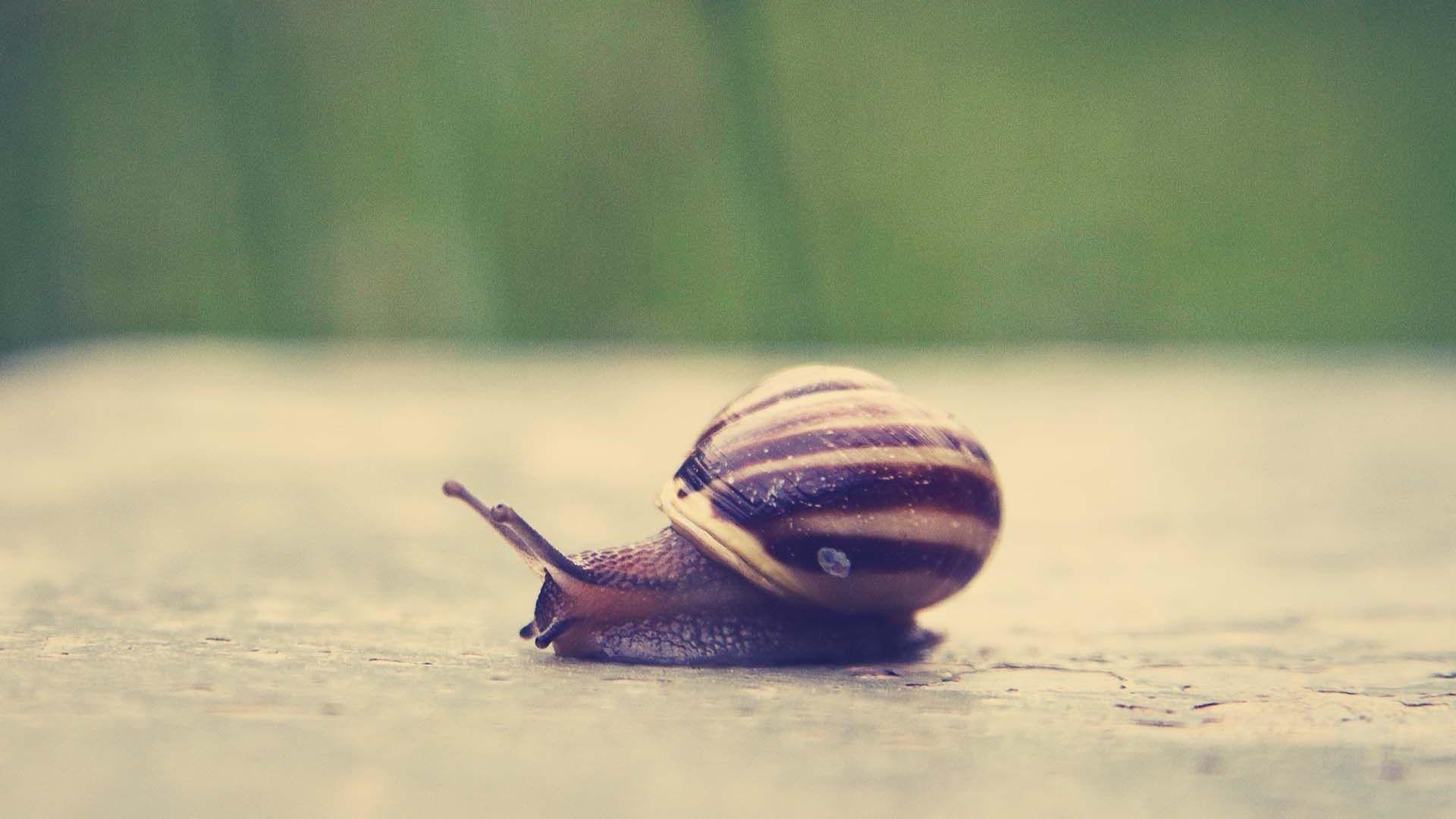 Snails And Mollusks Wallpapers, Desktop 4K High Quality Image, W