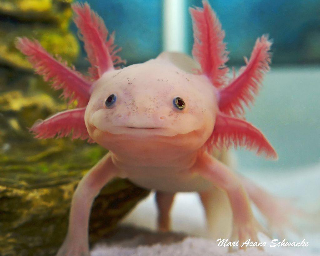 Axolotl