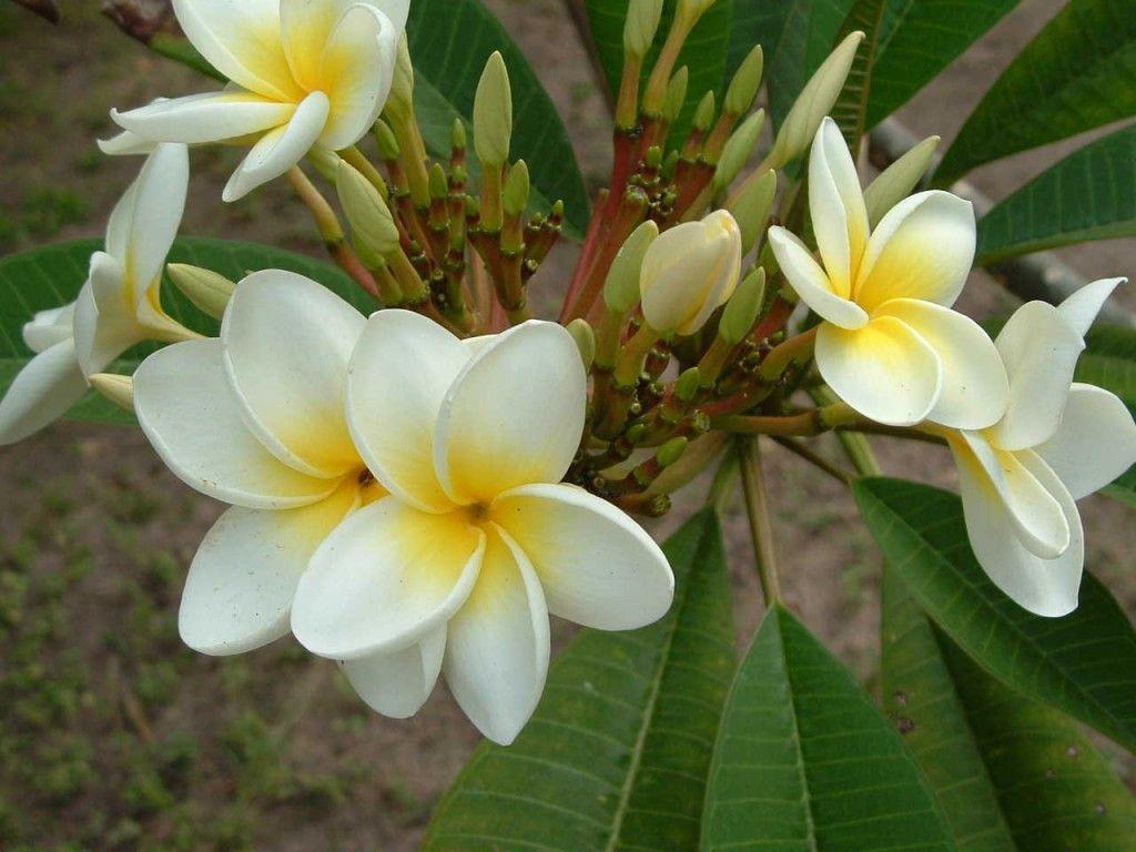 White Yellow Flowers 6 Cool Wallpapers