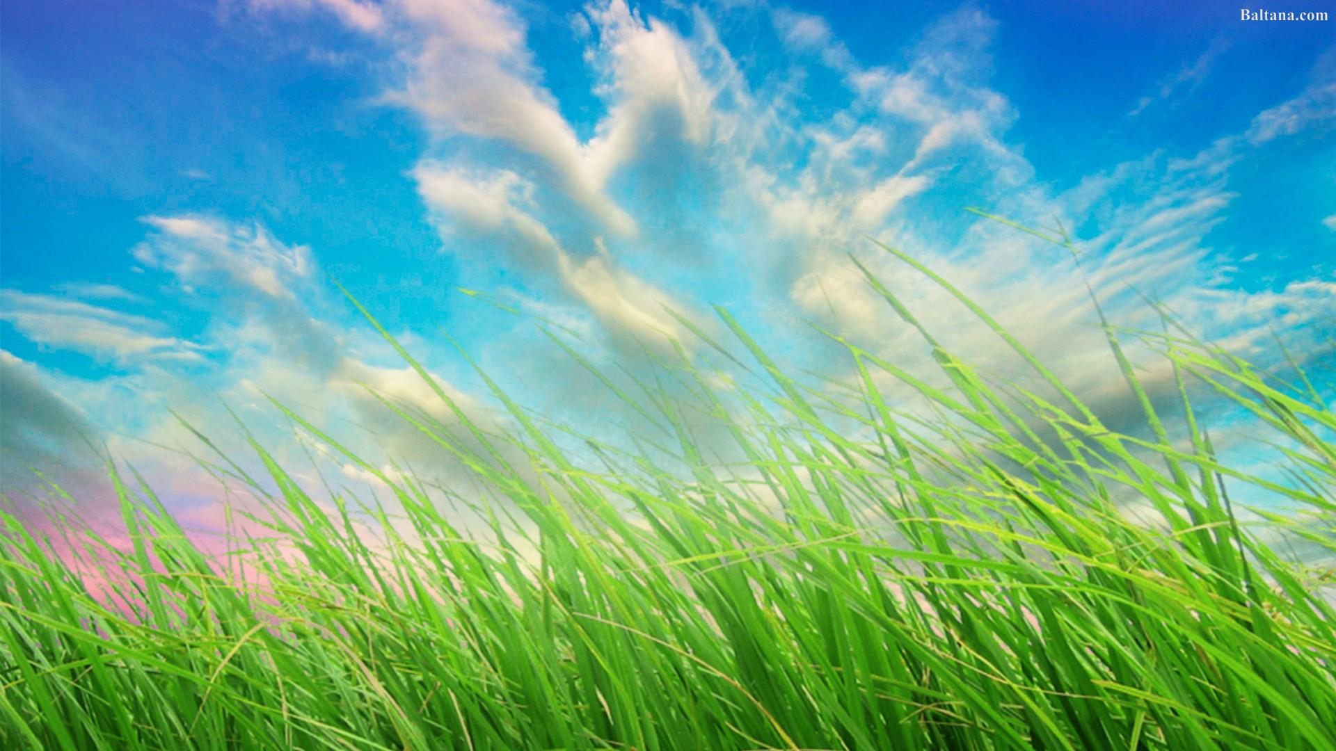 Grass Wallpapers HD Backgrounds, Image, Pics, Photos Free Download