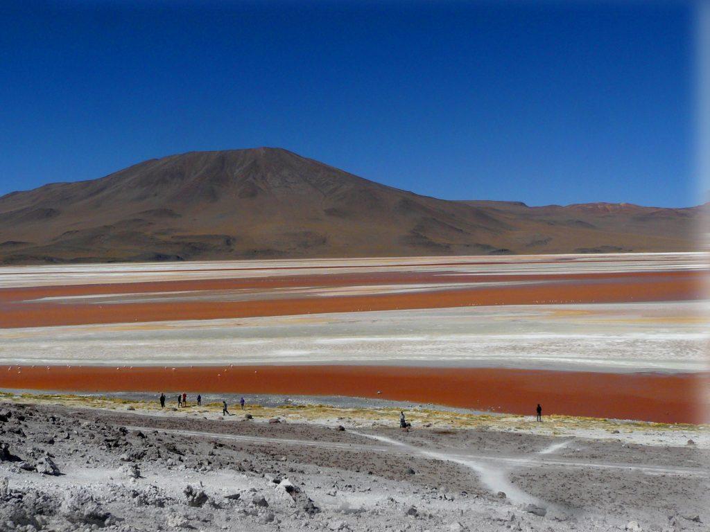 Llamas in steaming Laguna Colorada, Bolivia