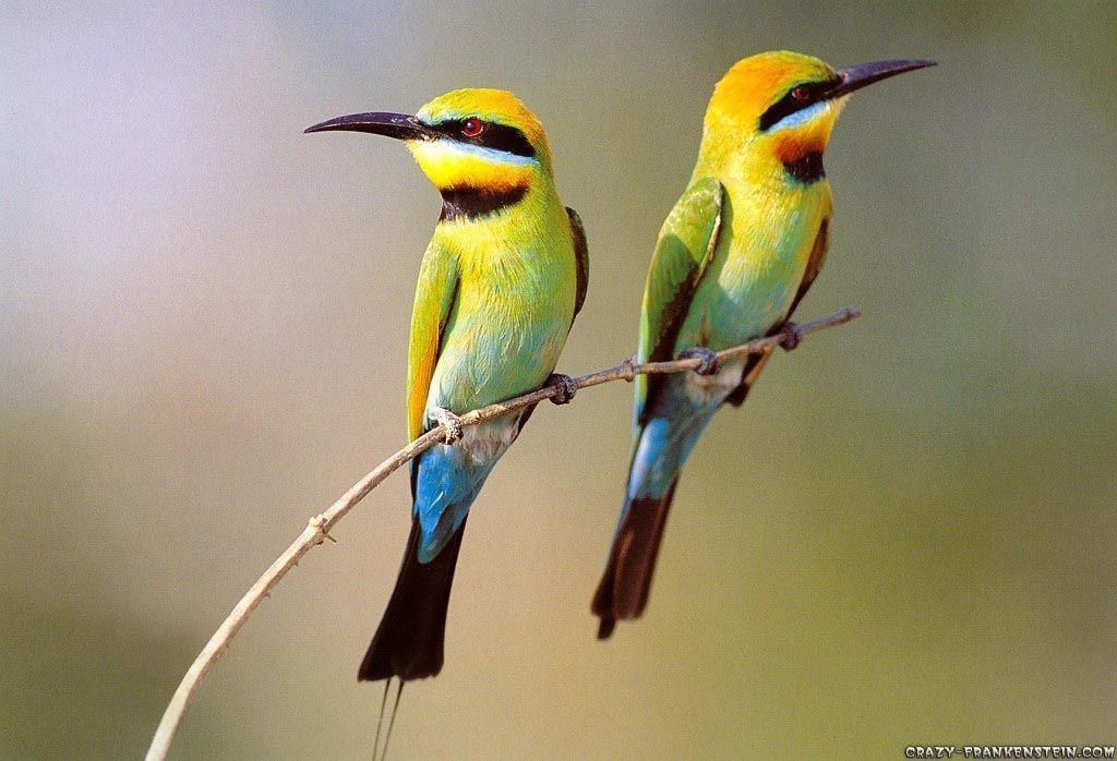 Birds Wallpapers Hd