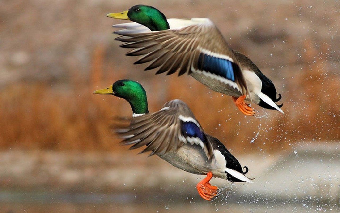 Duck Wallpapers 13945 ~ HDWallSource