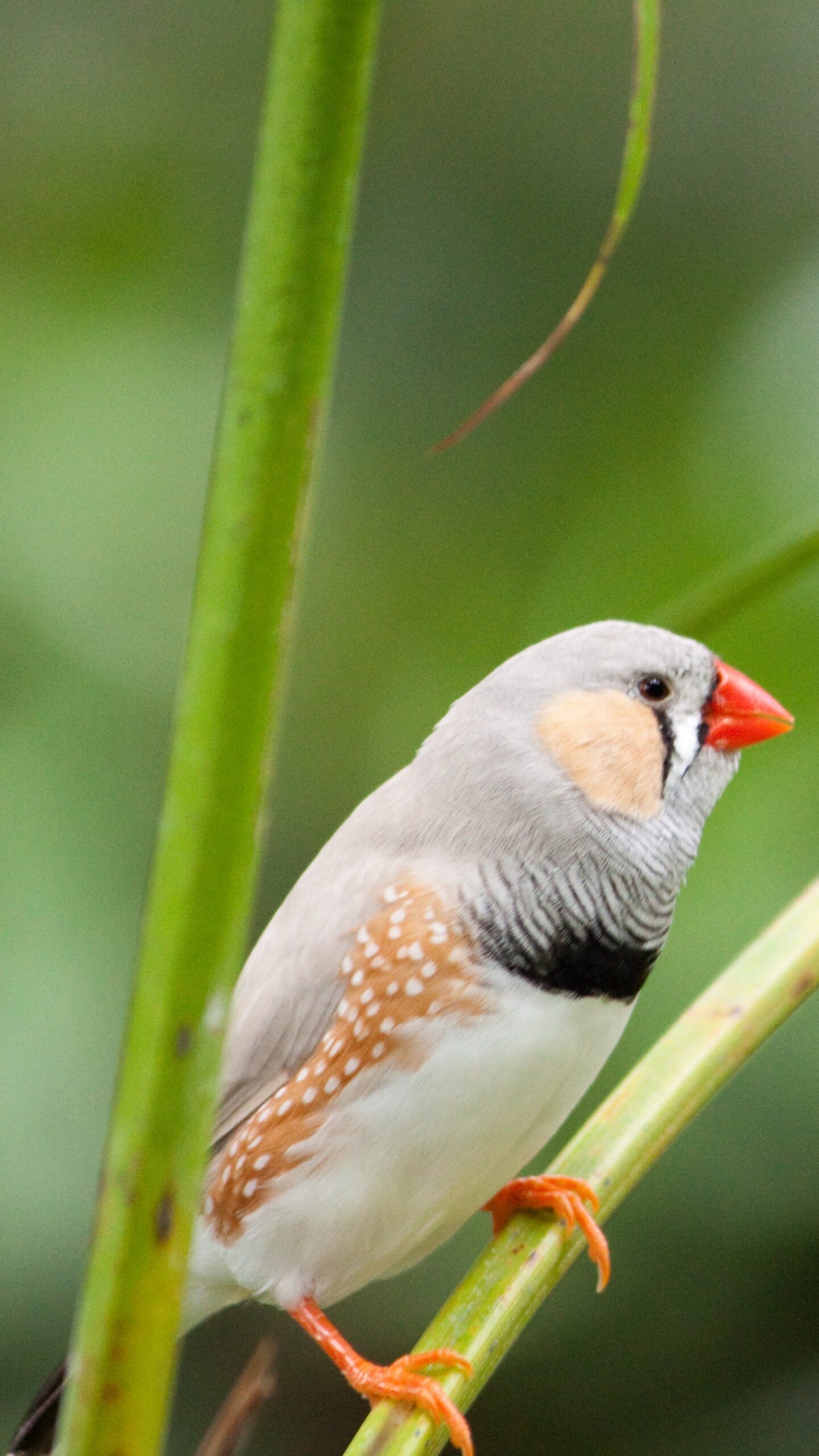 Wallpapers zebra finch, bird, 4k, Animals