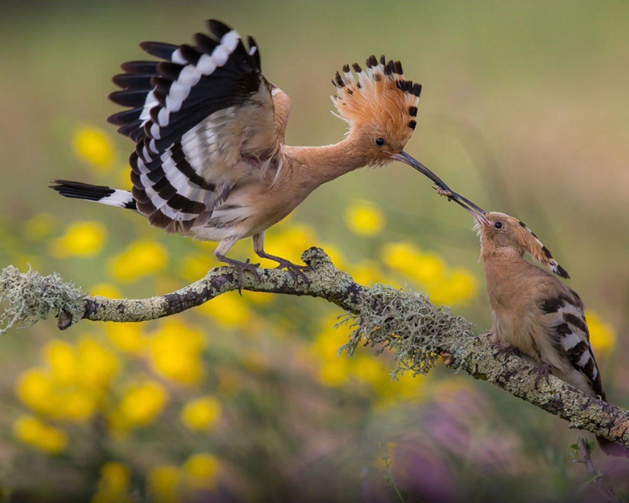 Hoopoe Feeding The Cub Hd Wallpapers : Wallpapers13