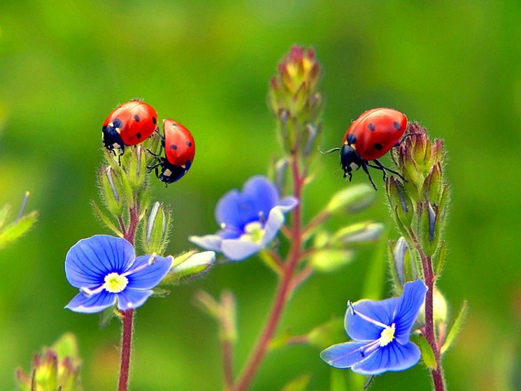 ladybug pictures