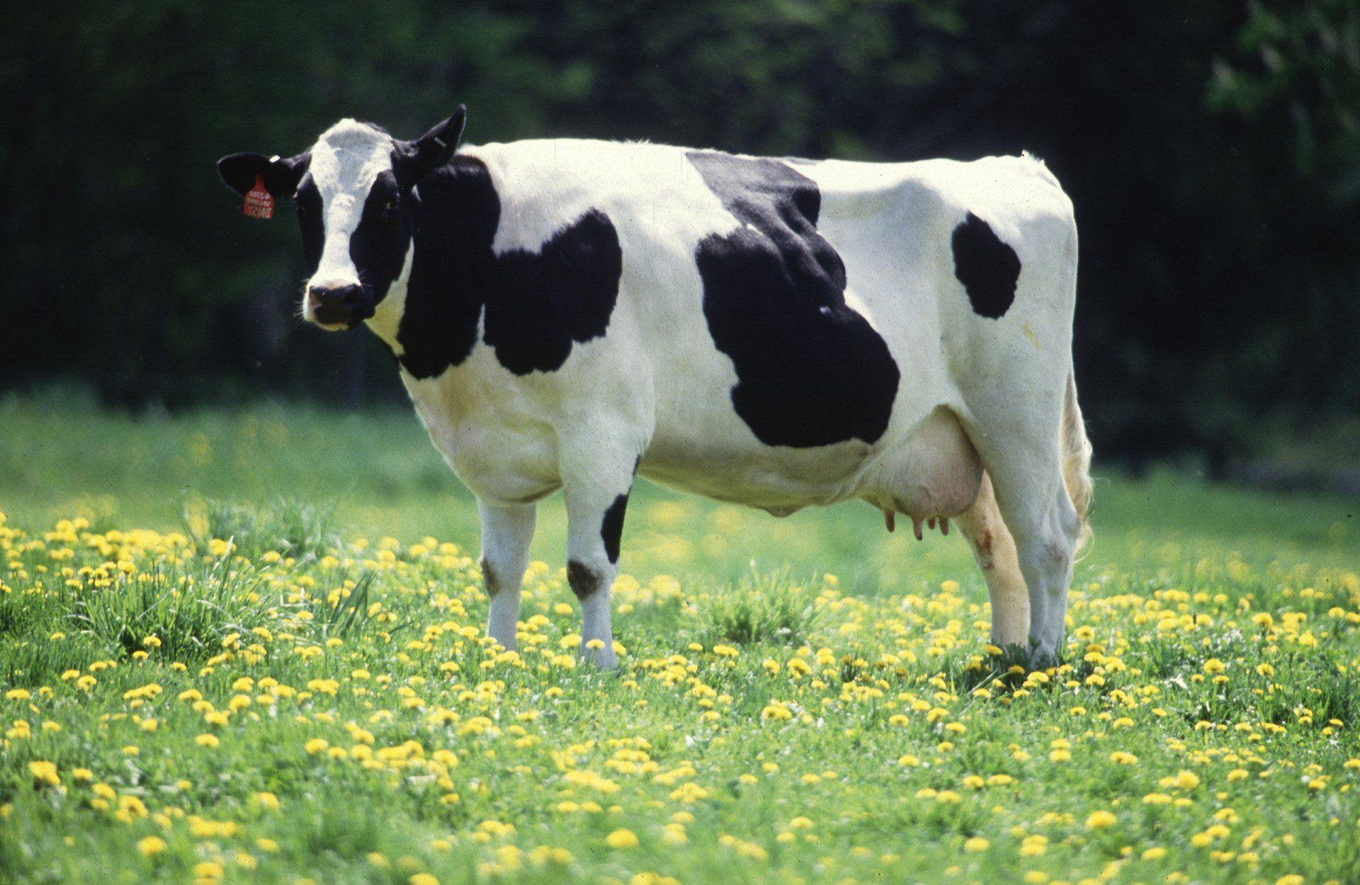 Cow Wallpapers 18