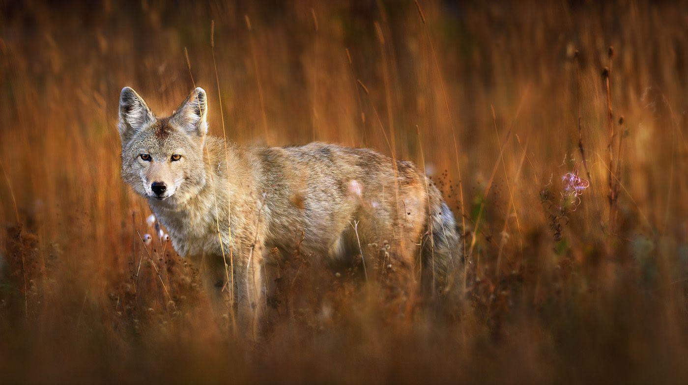 Coyote Photos