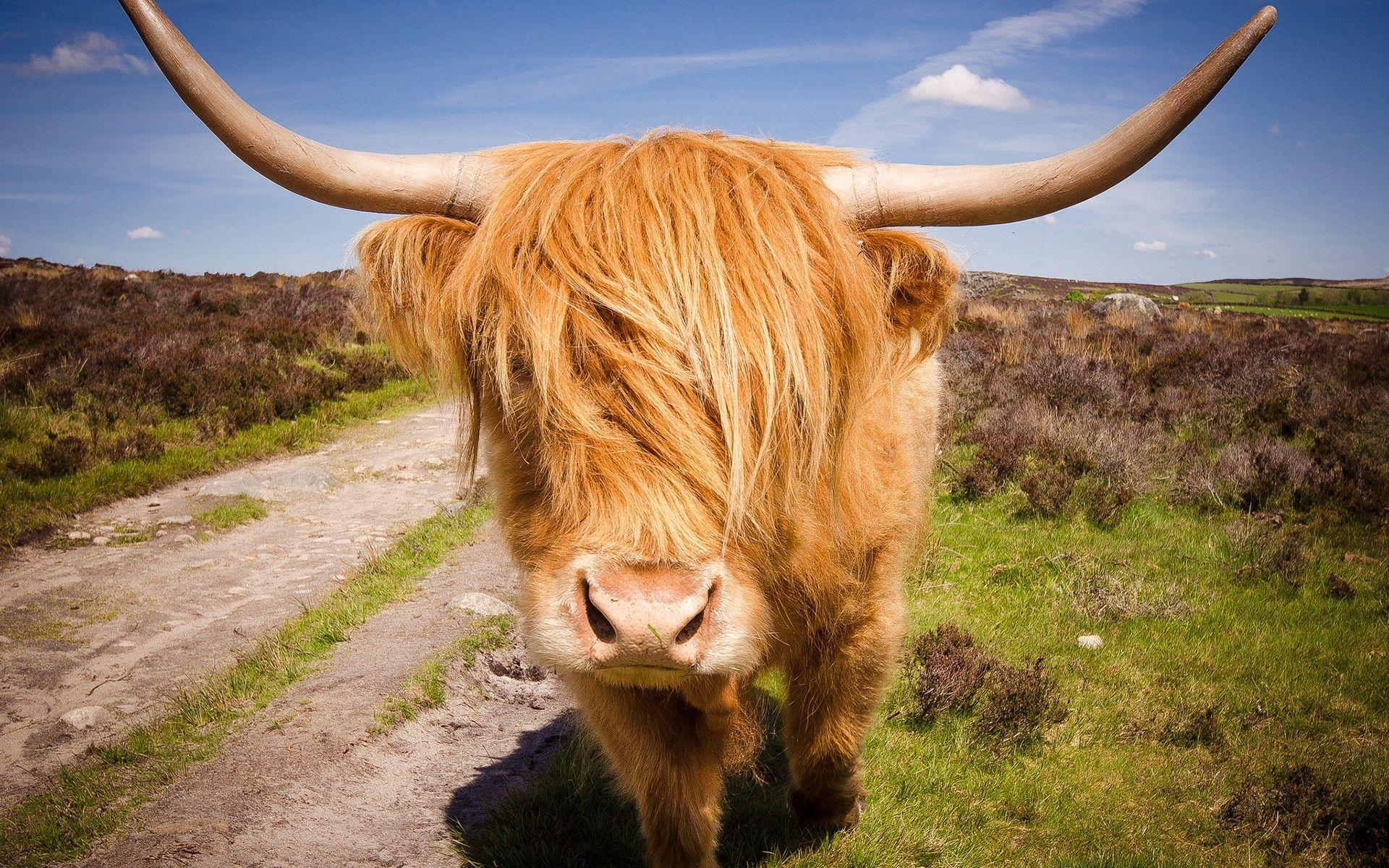 Highland Cattle HD Wallpapers