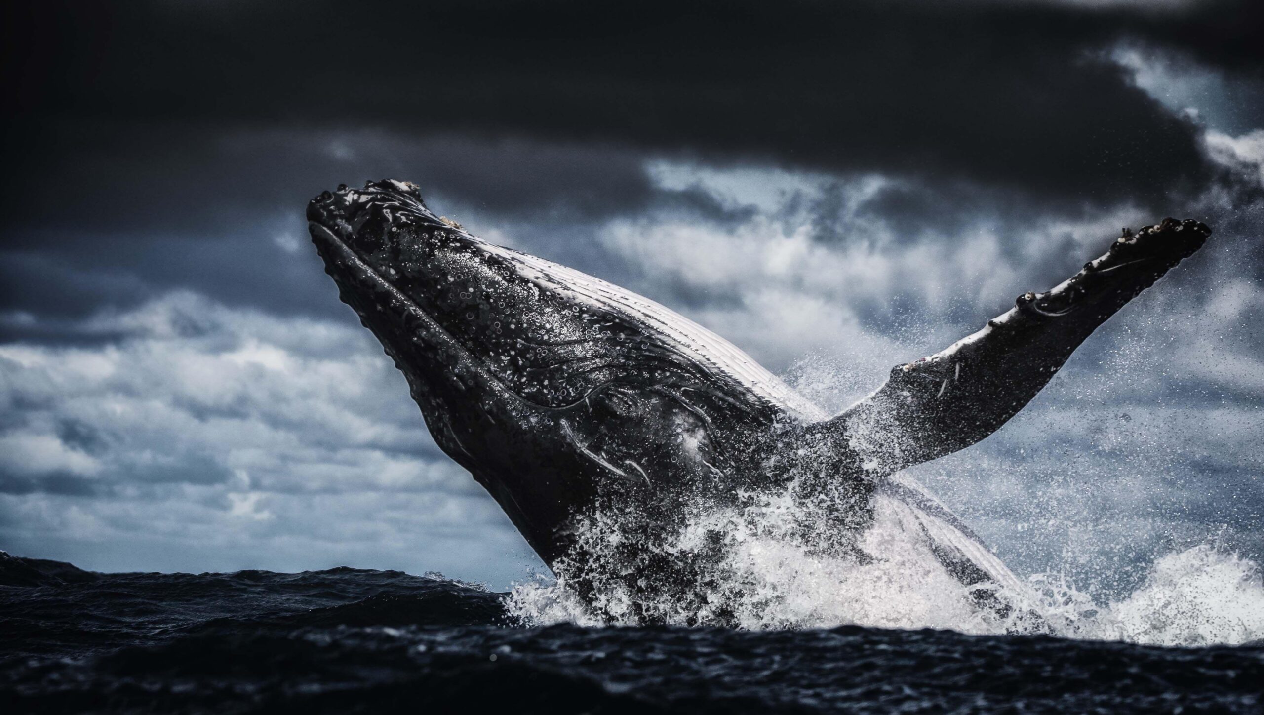 Humpback Whale 4k Ultra HD Wallpapers