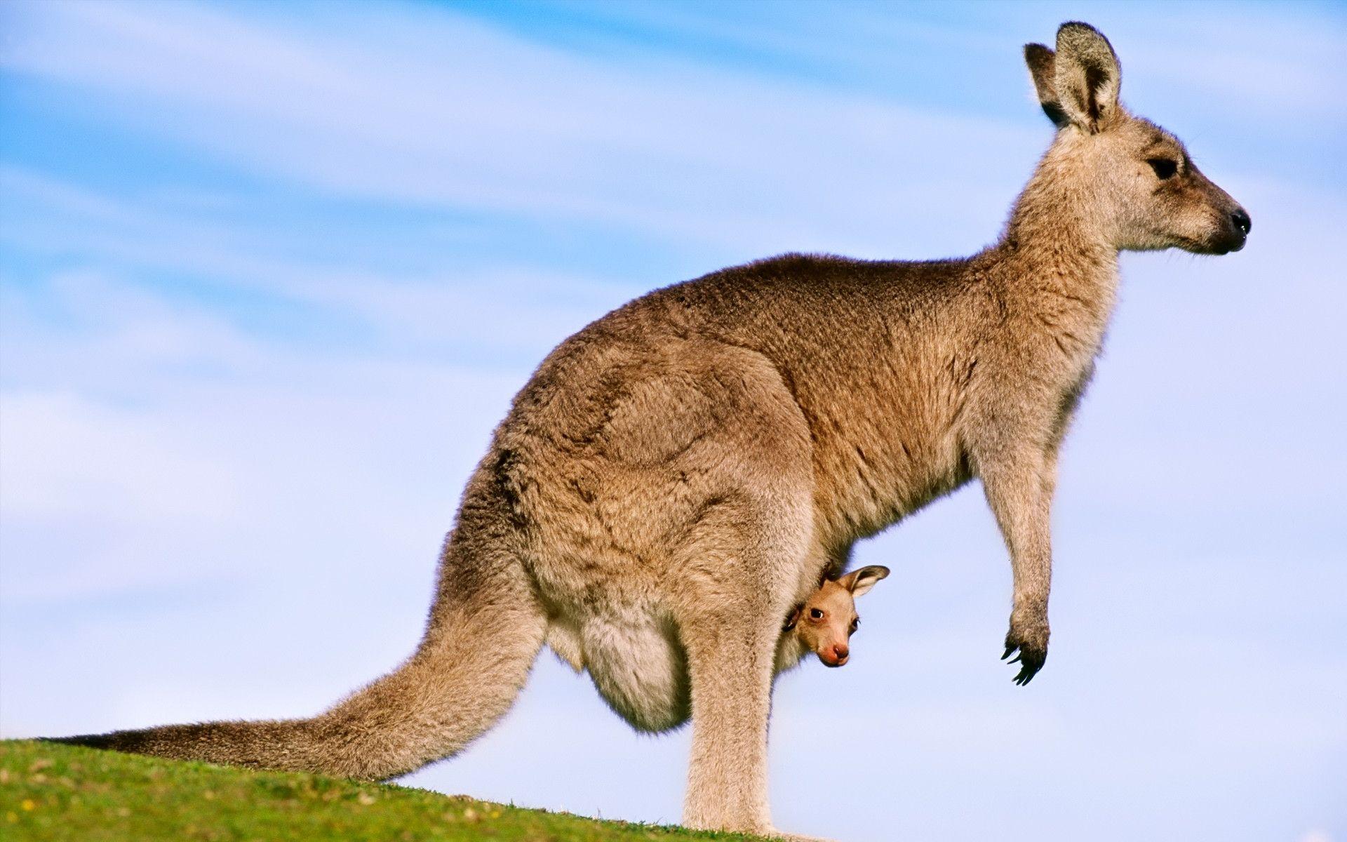 41 Kangaroo Wallpapers