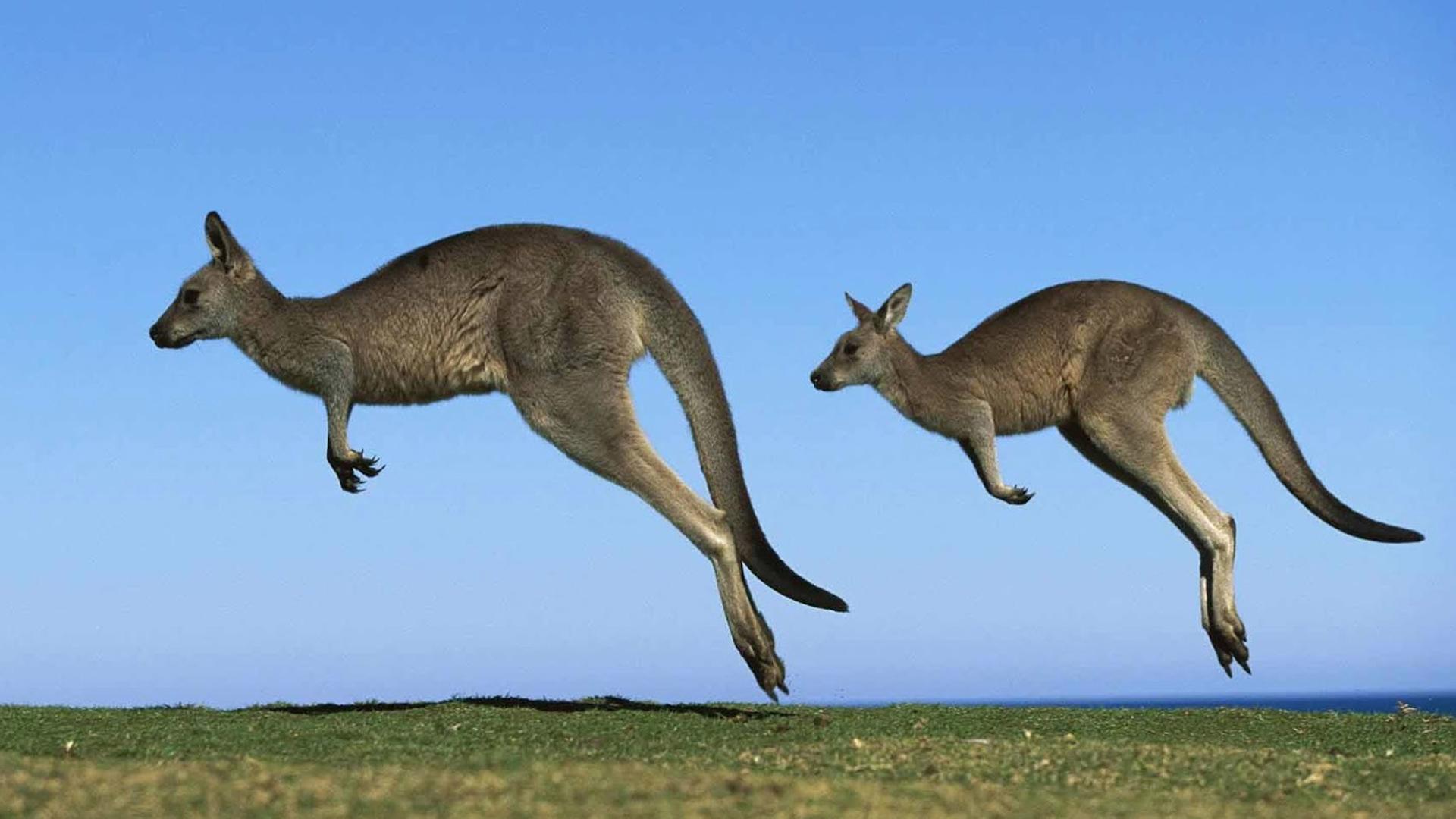 Kangaroo Wallpapers