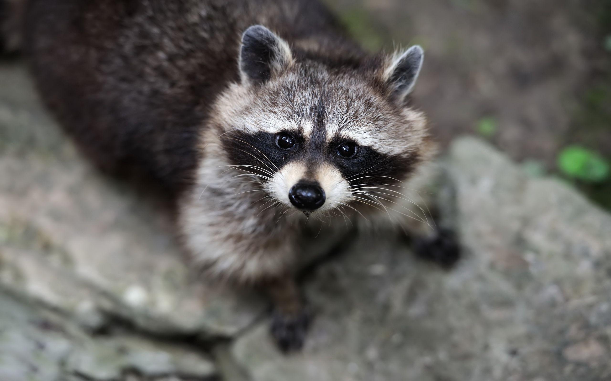 152 Raccoon HD Wallpapers