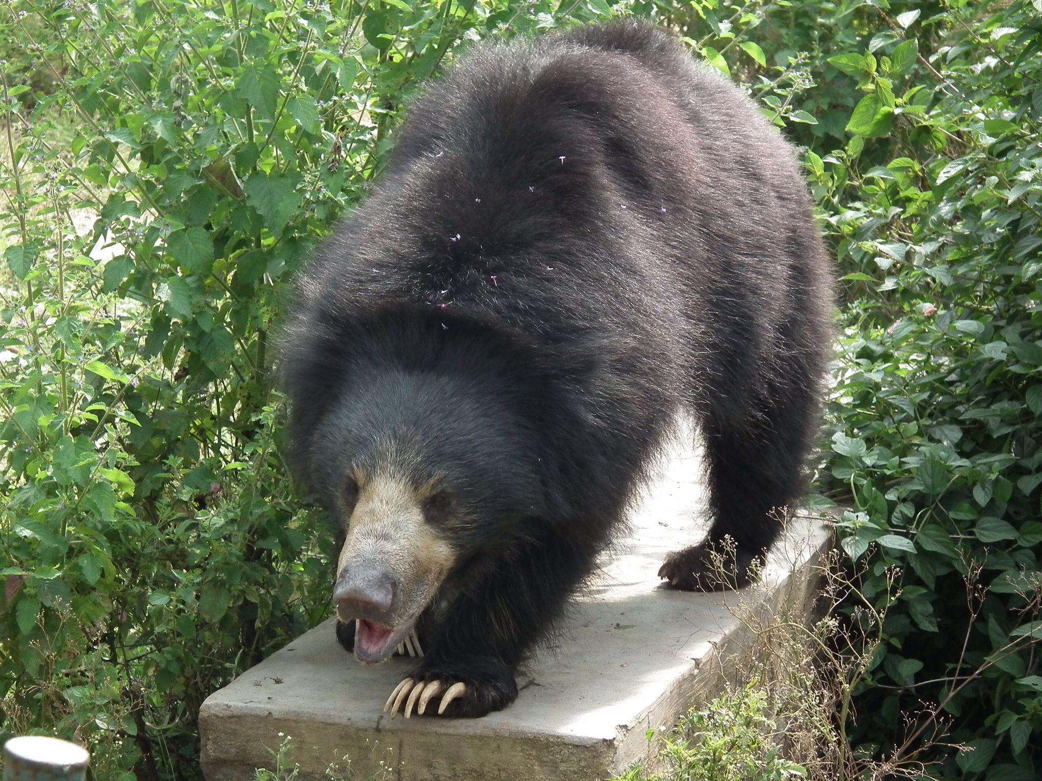 Indian sloth bear the real life baloo.