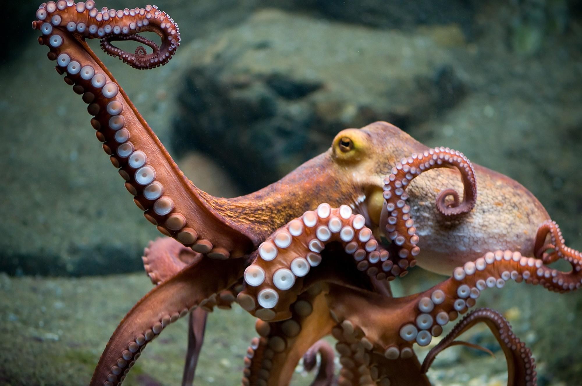 Octopus Wallpapers