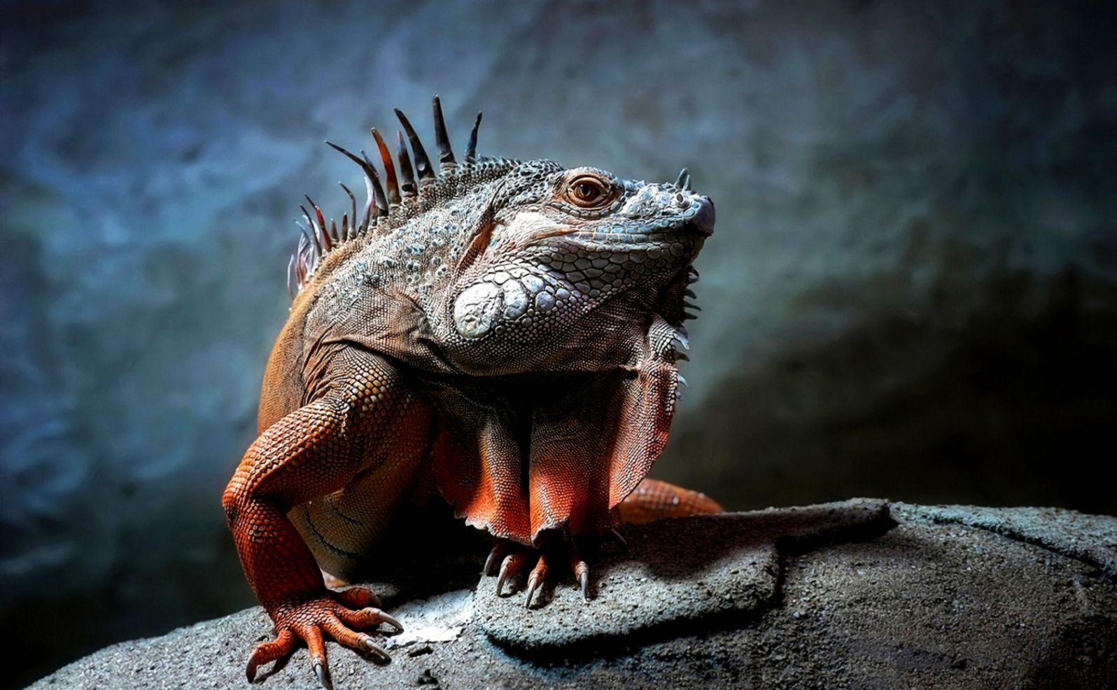 Iguana Hd Wallpapers