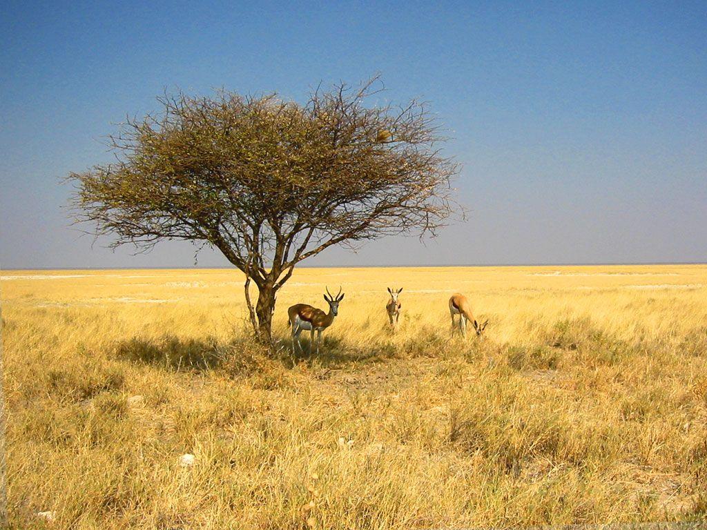 Namibia Wallpapers: Desert, Dunes, Zebra, Etosha National Park