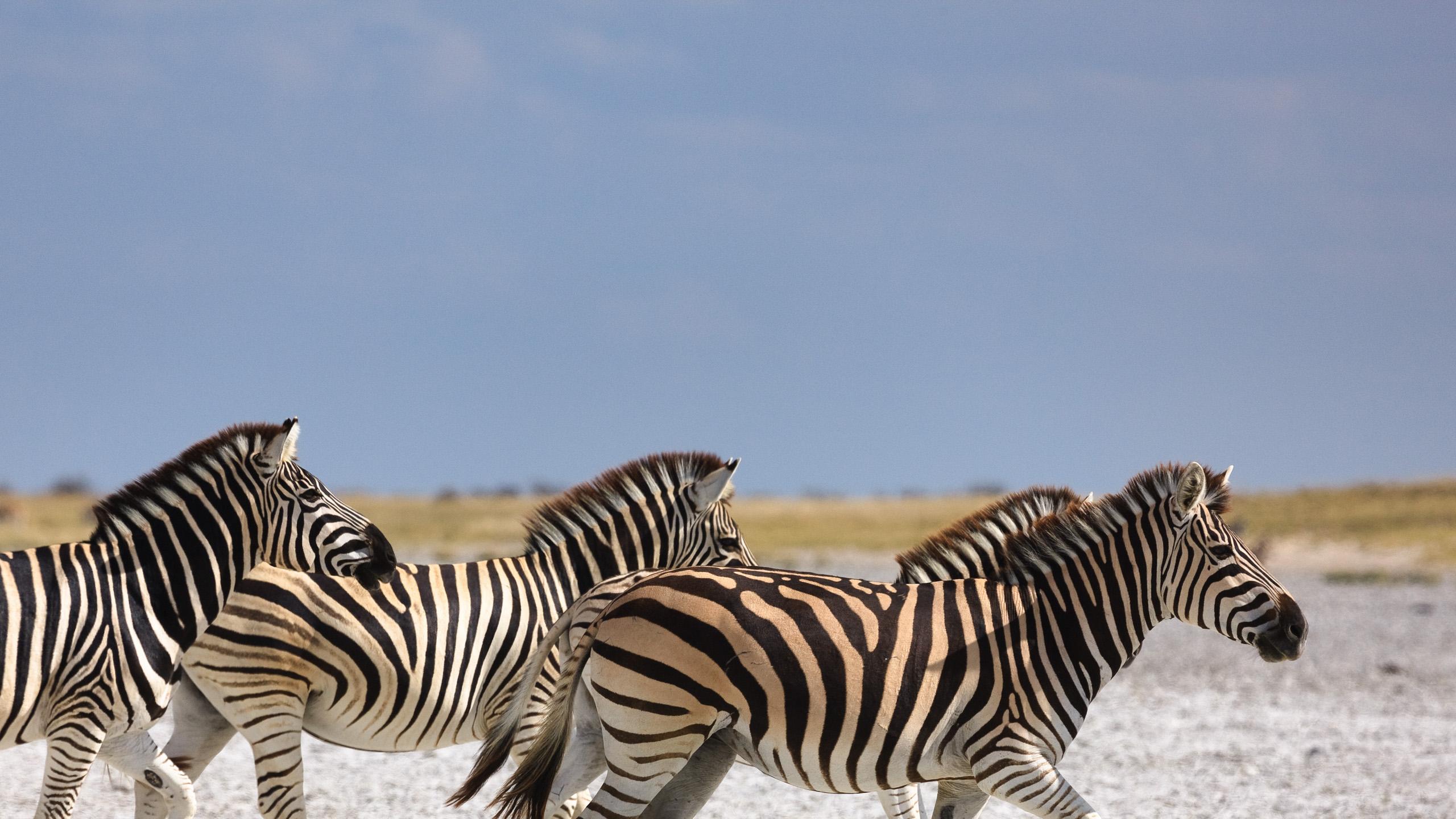 Book Makgadikgadi safaris & holidays 2019, 2020