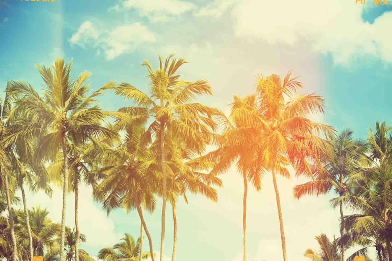 Palm Tree Wallpapers 13