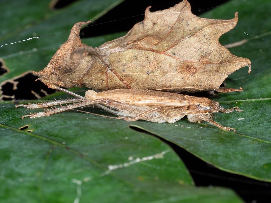 Maryland Biodiversity Project