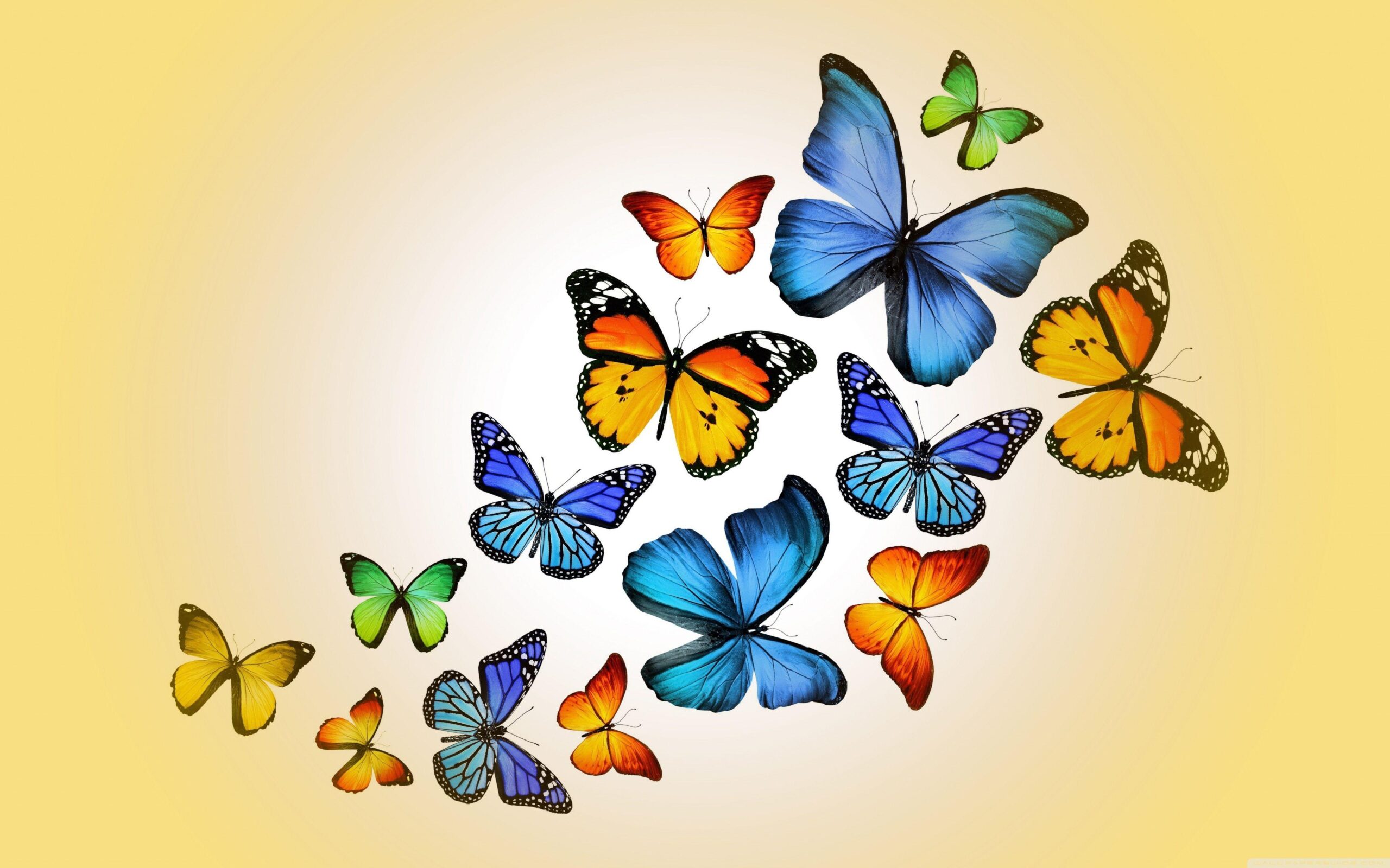 Butterflies ❤ 4K HD Desktop Wallpapers for 4K Ultra HD TV • Wide