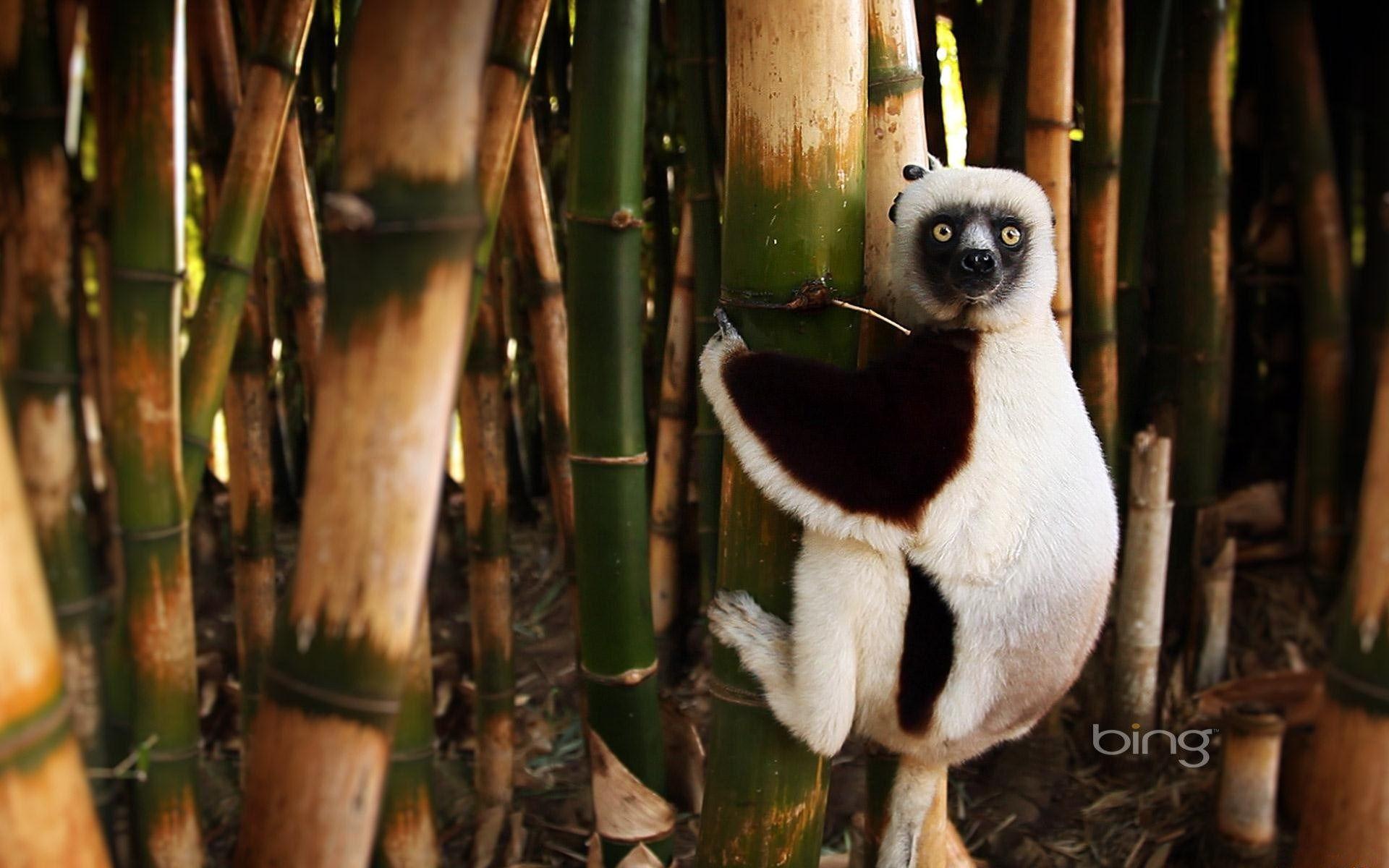 widescreen wallpapers lemur