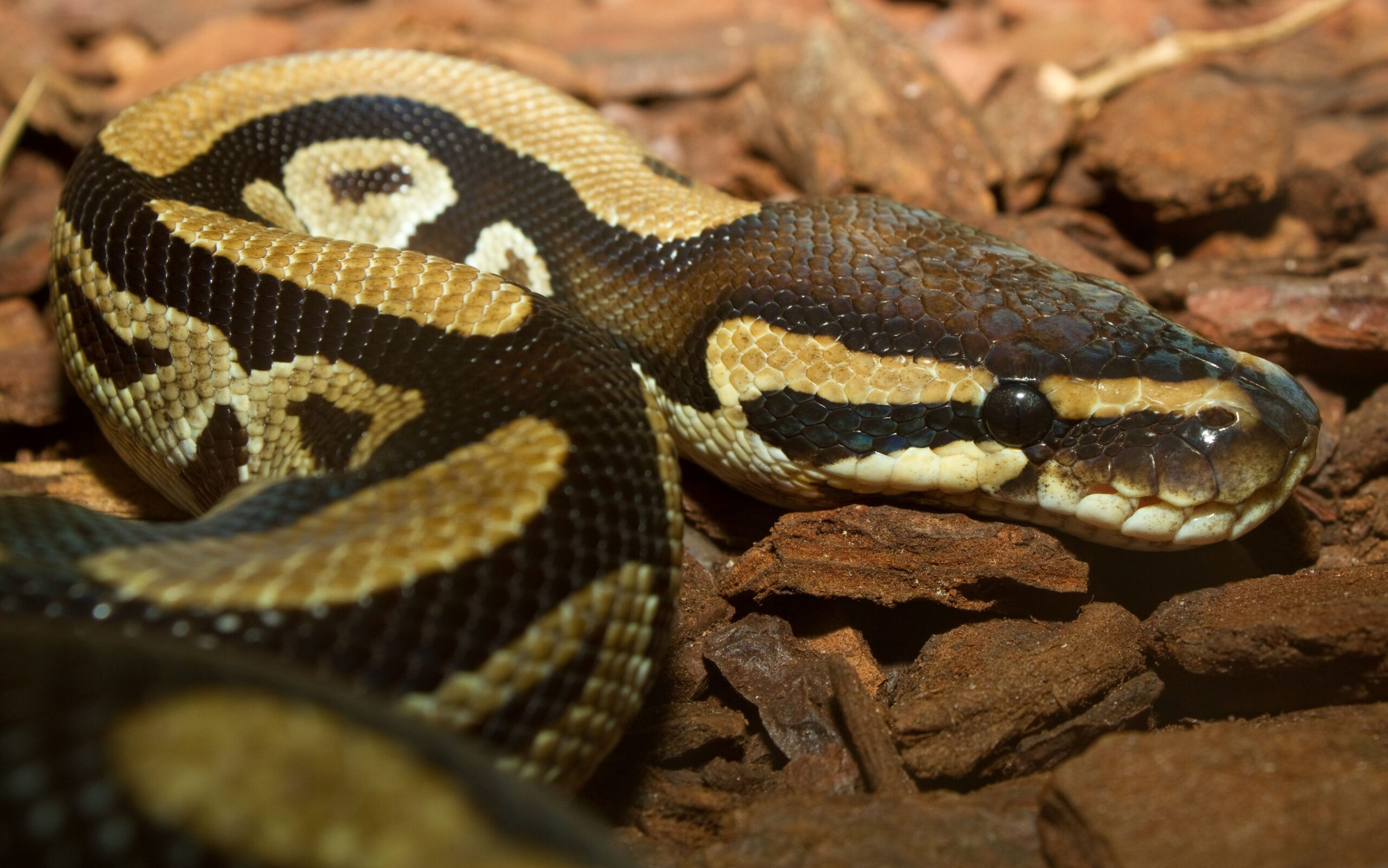 Ball Python Wallpapers for Free Download, 50 Ball Python Full HD