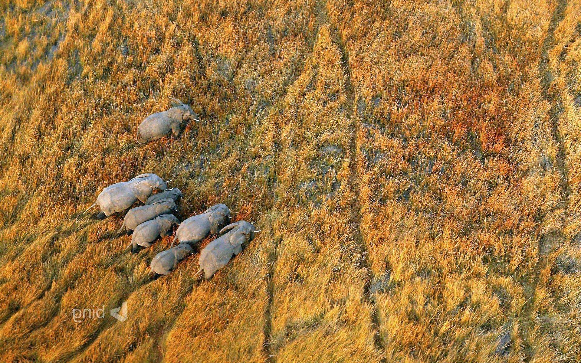 nature, Landscape, Plains, Animals, Wildlife, Elephants, Aerial