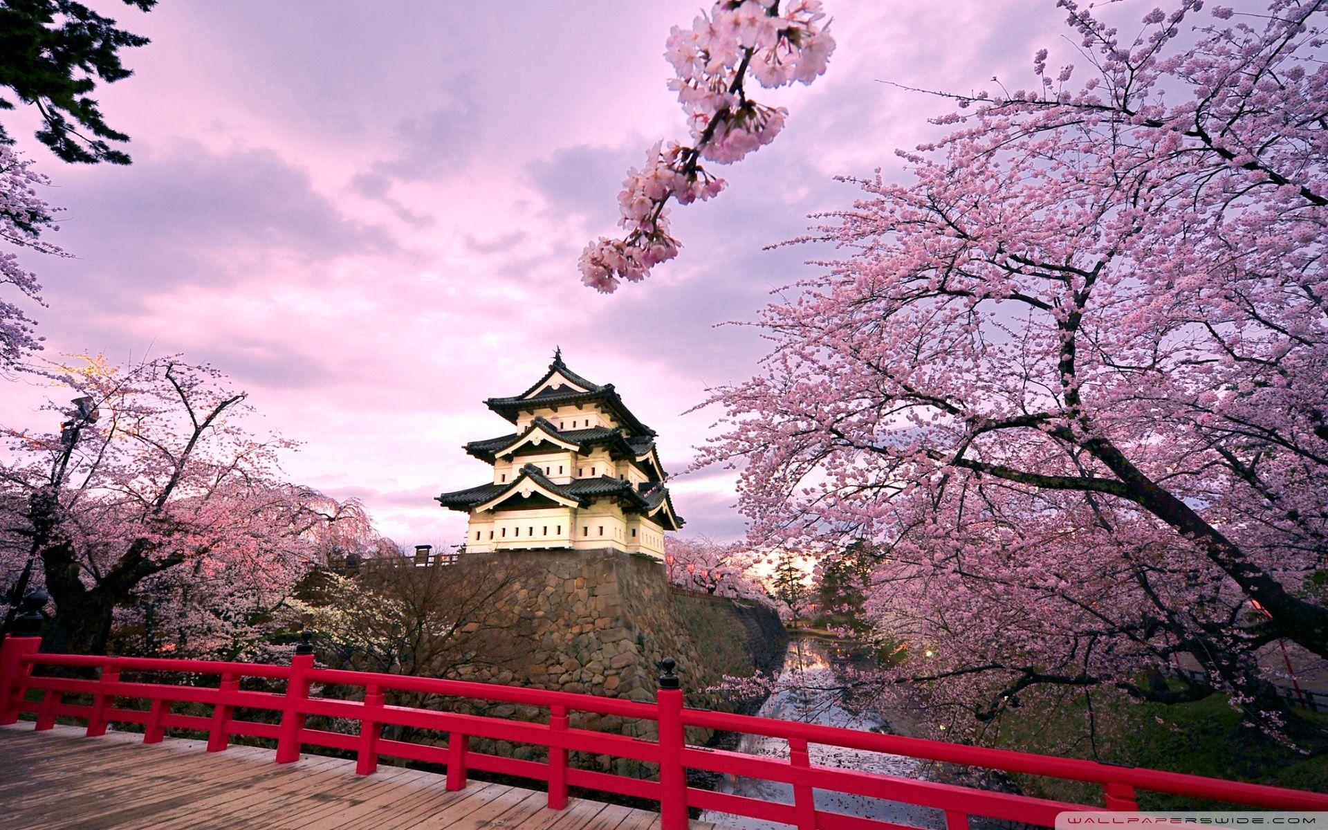 Cherry Blossoms, Japan ❤ 4K HD Desktop Wallpapers for 4K Ultra HD TV