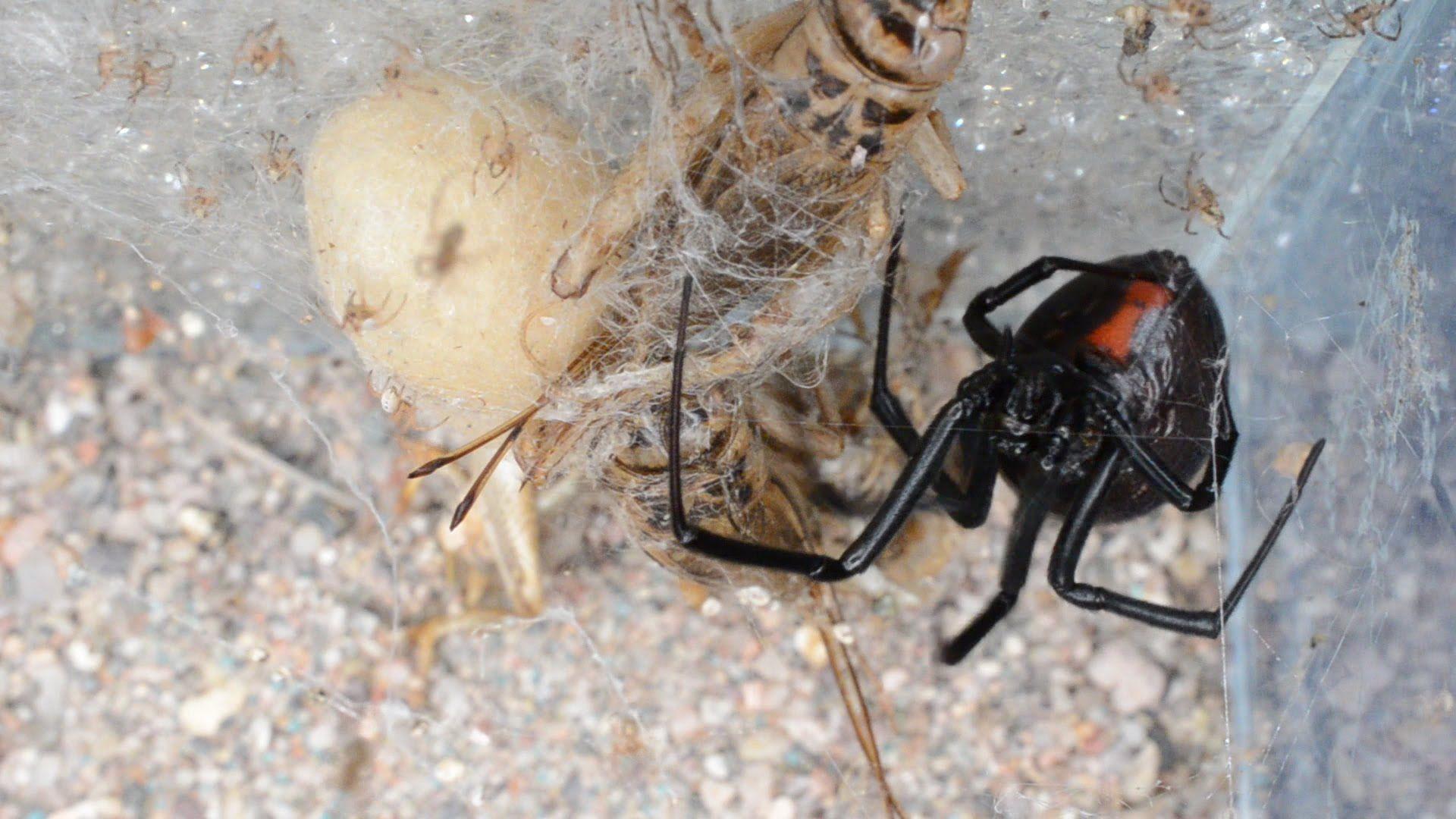 Black Widows Hatching