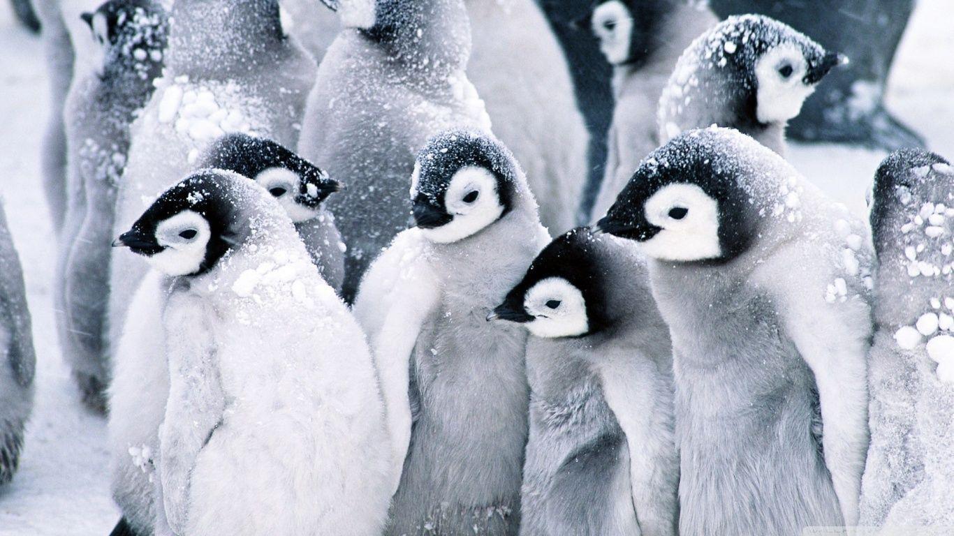 Baby Penguins HD desktop wallpapers : Widescreen : High Definition