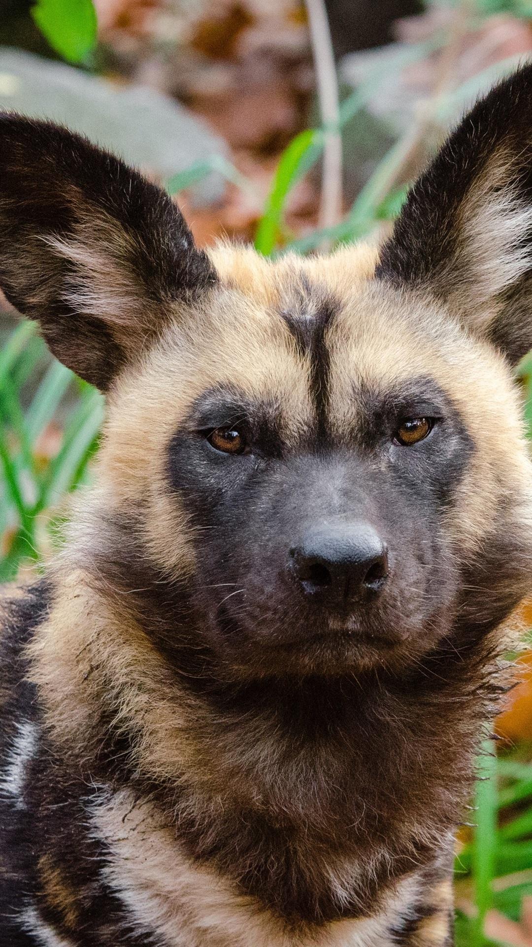 Predator, african wild dog iPhone 8/7/6/6S Plus