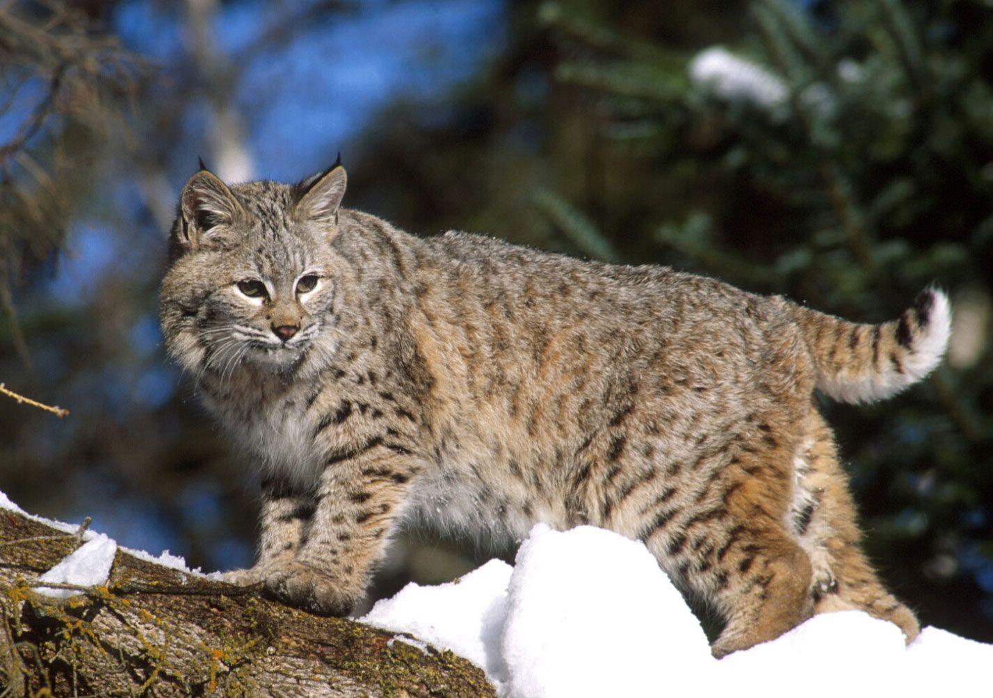 Bobcat Image