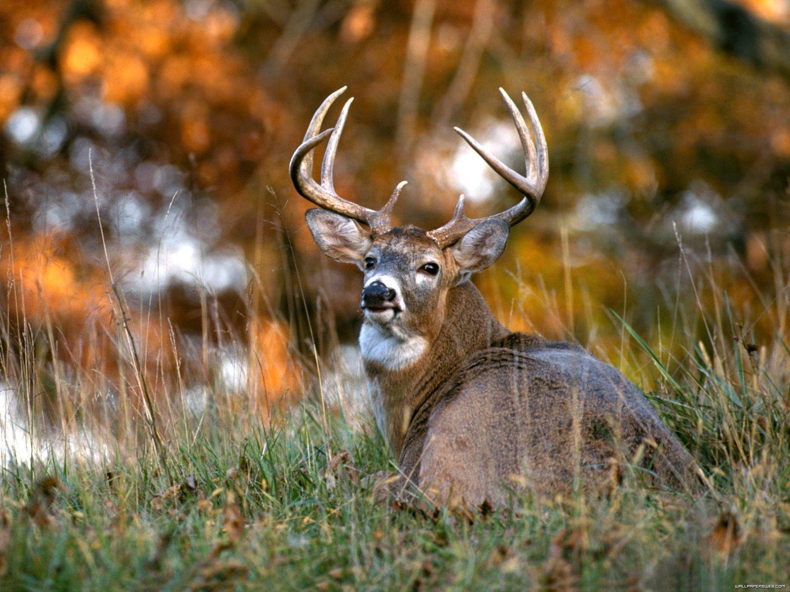 Wallpapers For > Whitetail Deer Wallpapers